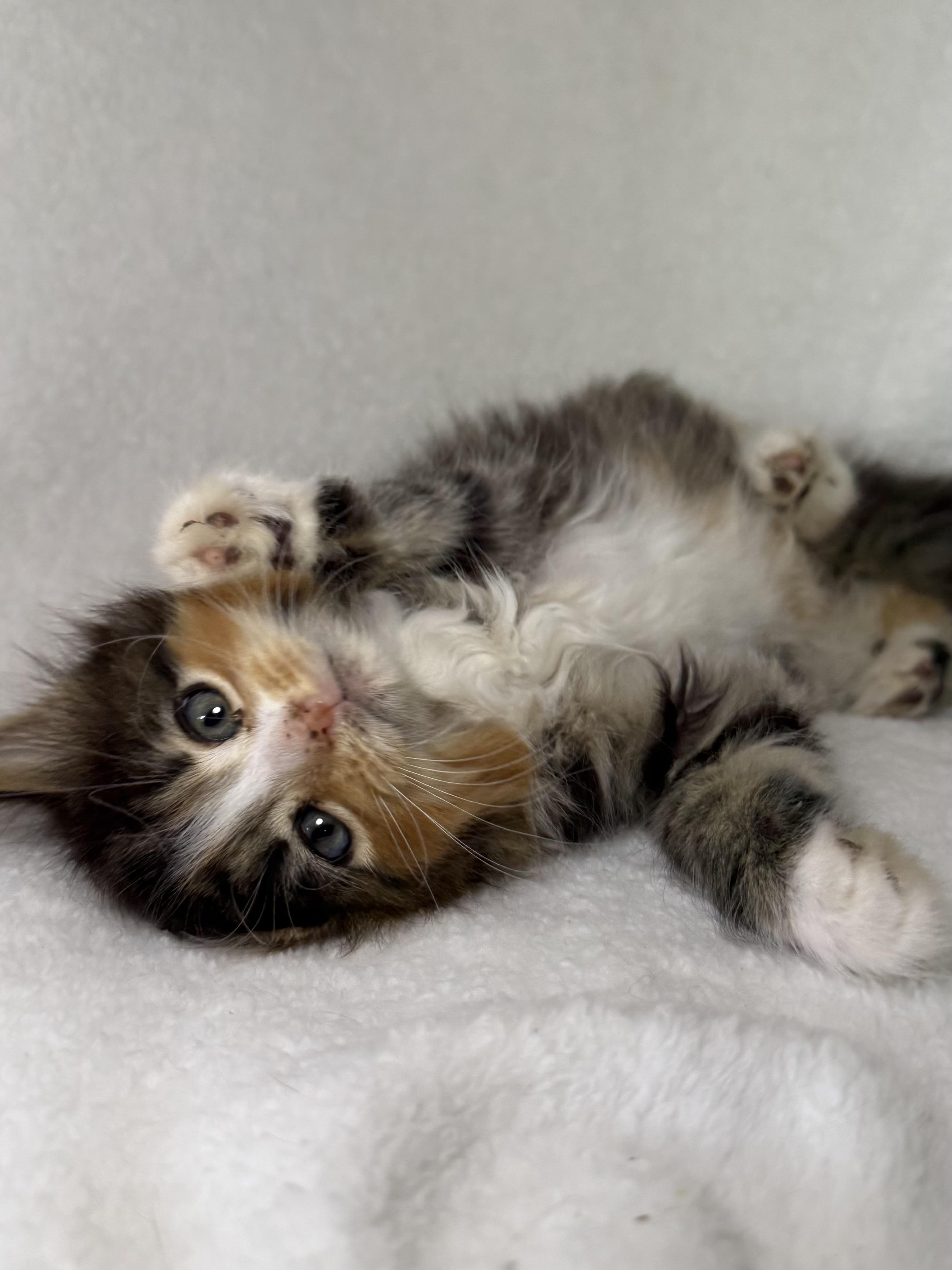 Enlarge Biscotti, an adopted mixed breed in Greensboro, NC image 2/3