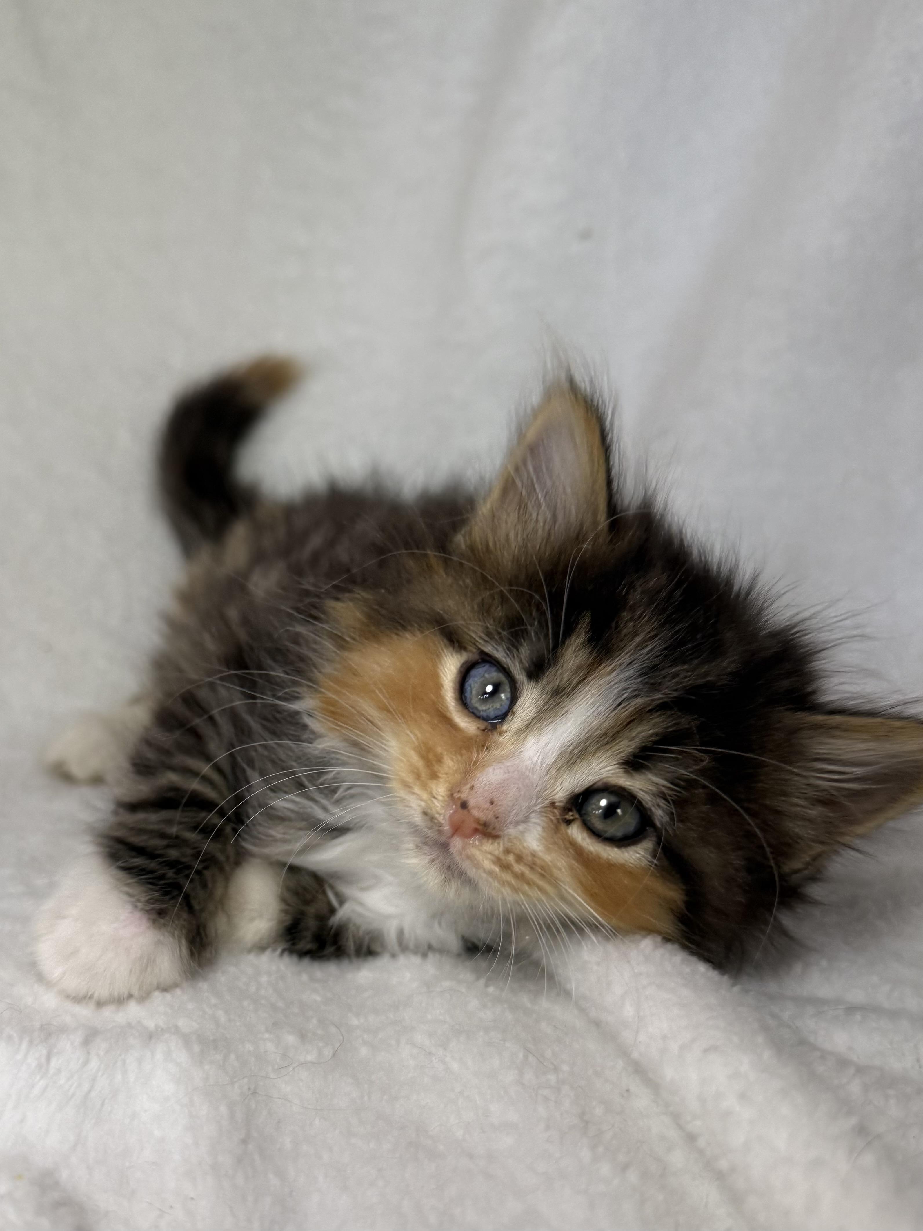 Enlarge Biscotti, an adopted mixed breed in Greensboro, NC image 1/3