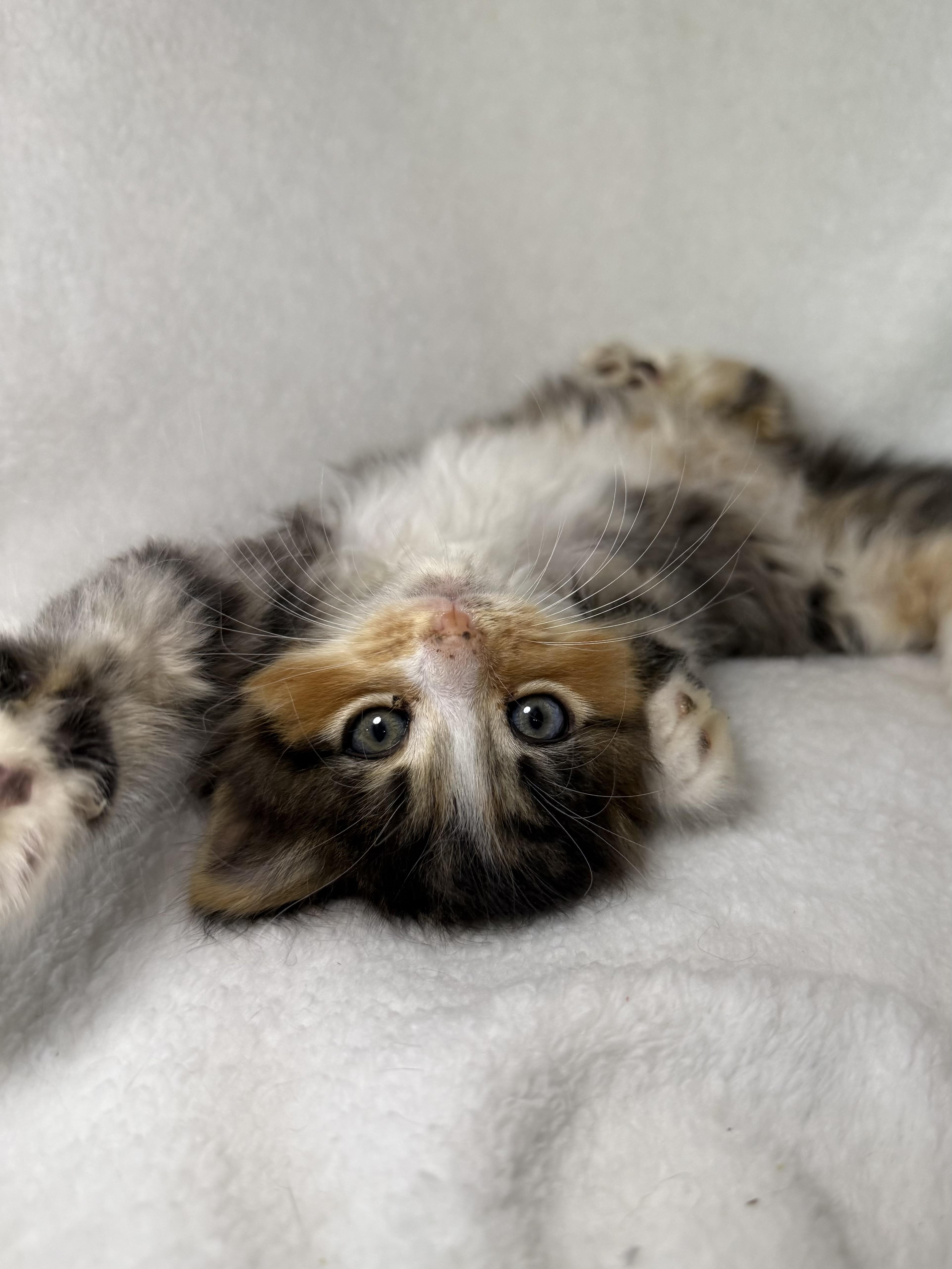 Enlarge Biscotti, an adopted mixed breed in Greensboro, NC image 3/3