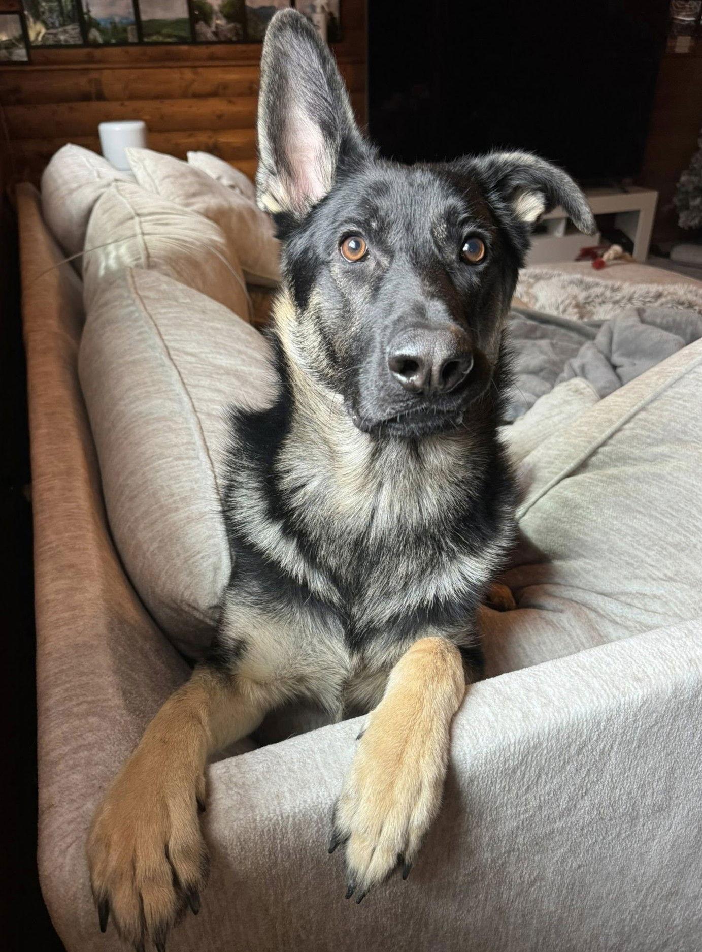 Cupid, a Adoptable German Shepherd Dog in Rochester, NY image 1/3