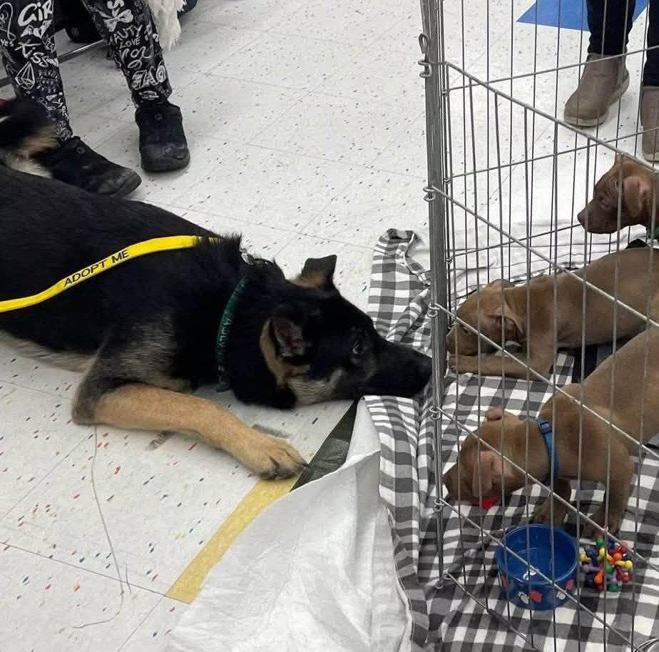 Cupid, a Adoptable German Shepherd Dog in Rochester, NY image 2/3