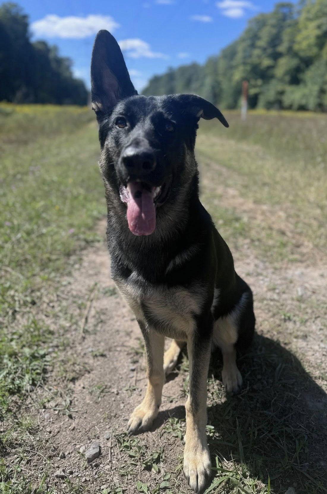 Cupid, a Adoptable German Shepherd Dog in Rochester, NY image 3/3
