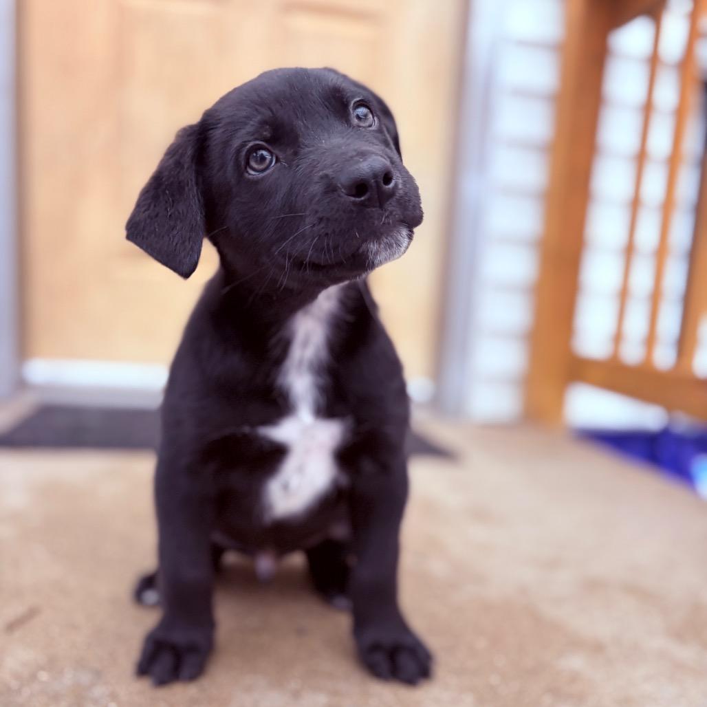 Babylon , an adoptable mixed breed in Fenton, MI image 2/3