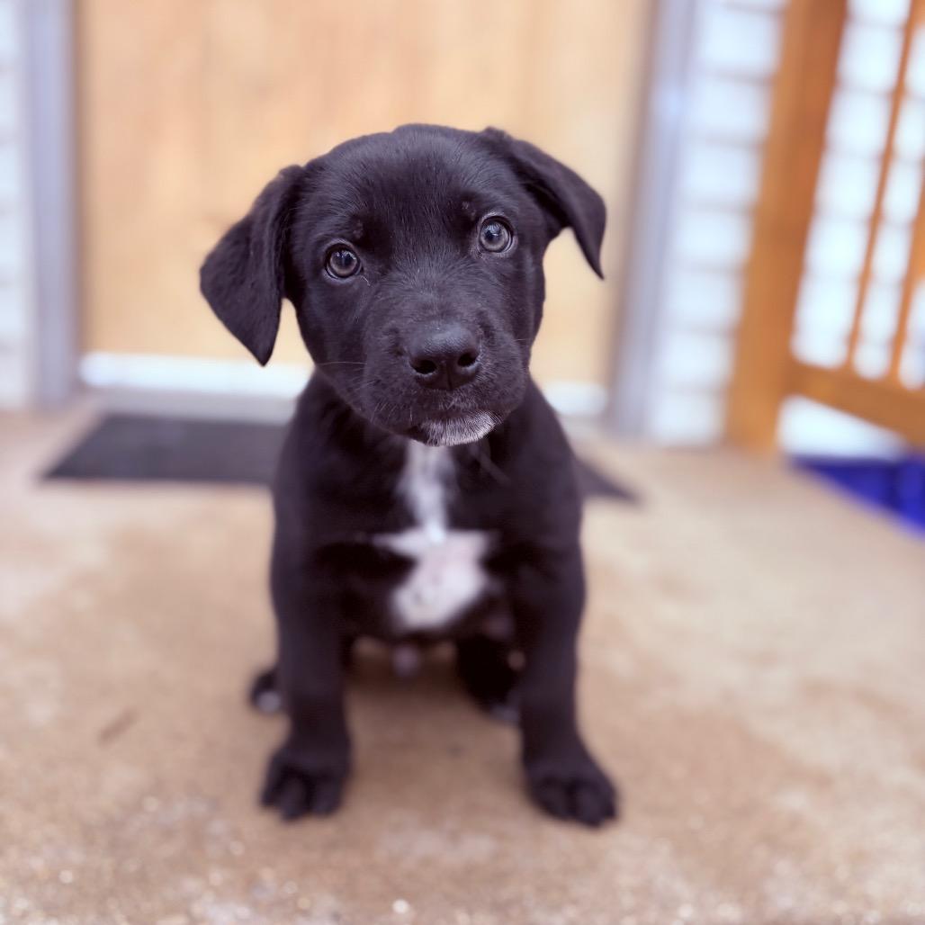 Babylon , an adoptable mixed breed in Fenton, MI image 3/3