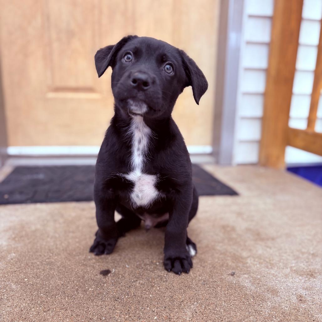 Babylon , adoptable, Puppy Male German Shepherd Dog & Mixed Breed.
