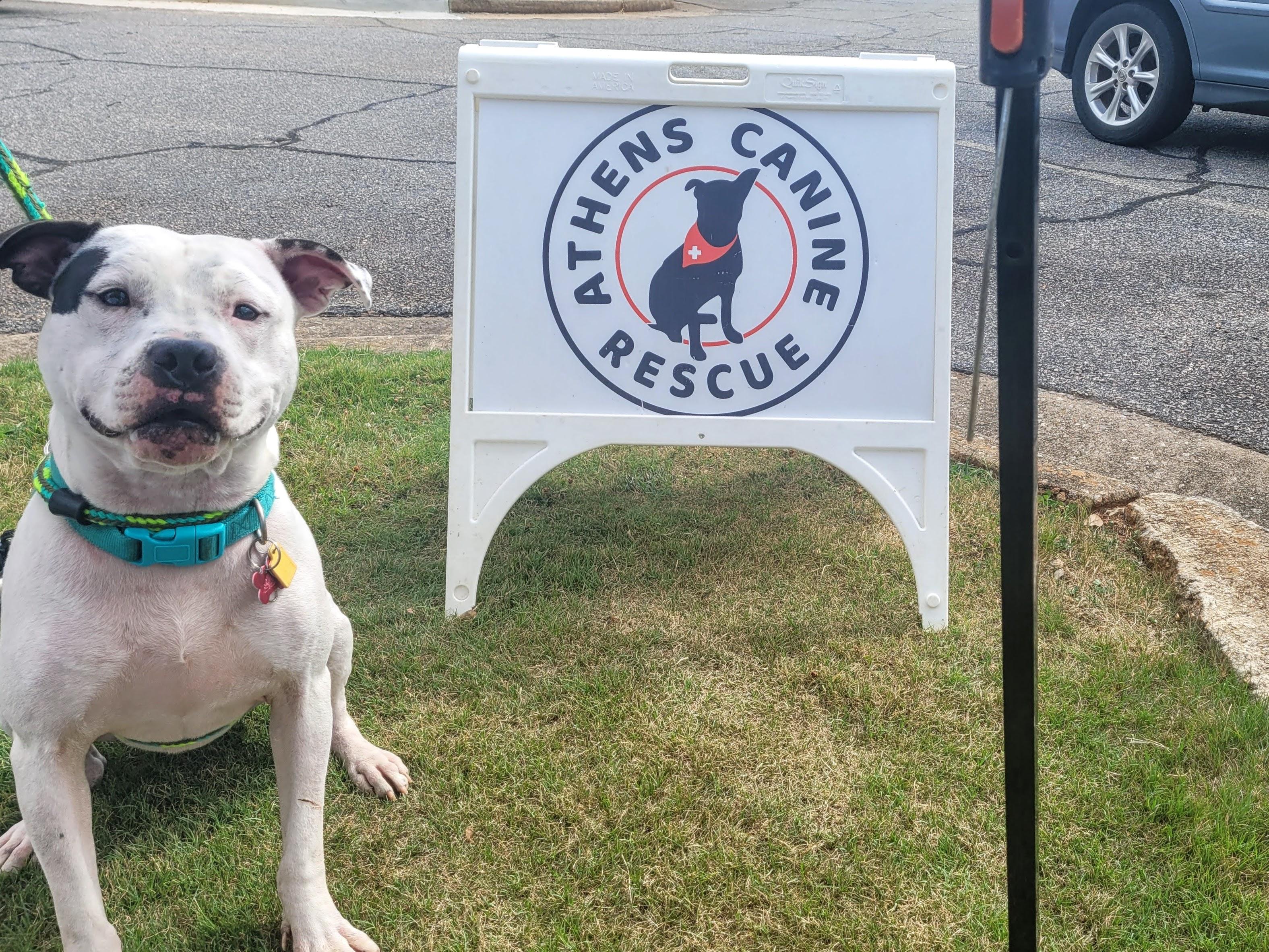 Enlarge Archie, a Adoptable mixed breed in Athens, GA image 6/6