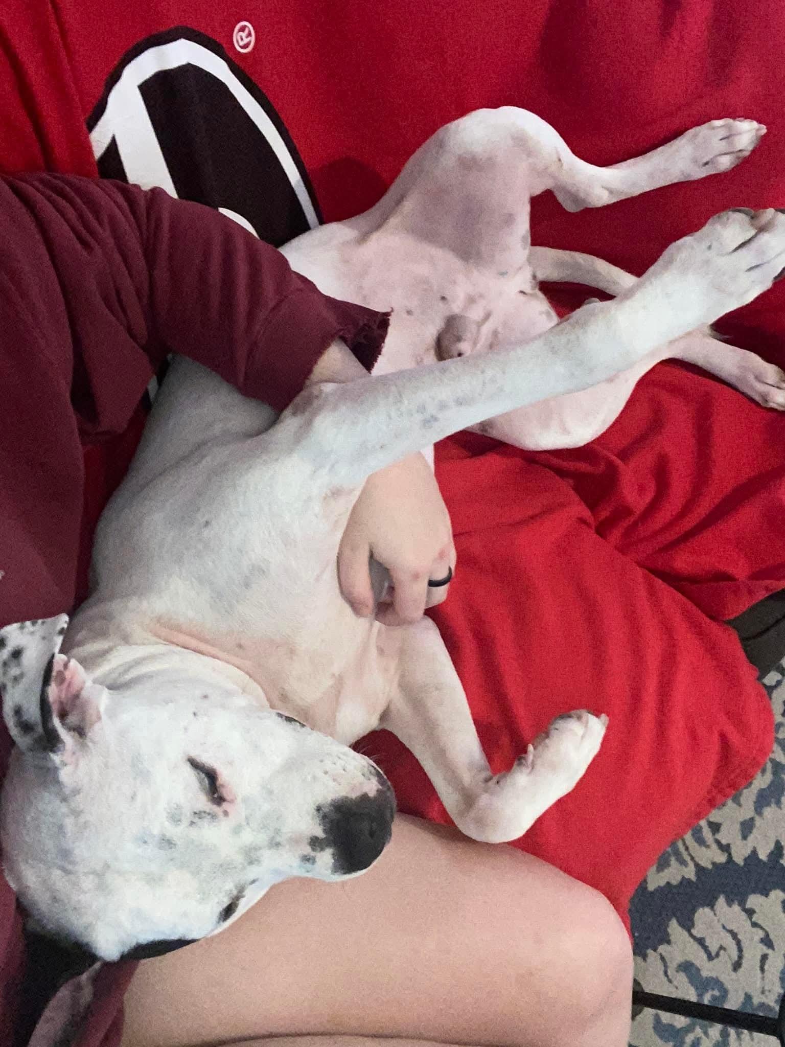 Enlarge Archie, a Adoptable mixed breed in Athens, GA image 5/6