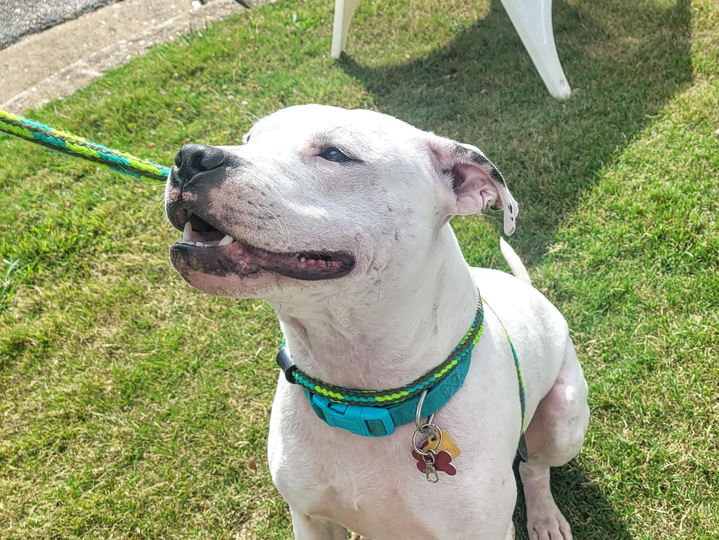 Enlarge Archie, a Adoptable mixed breed in Athens, GA image 3/6