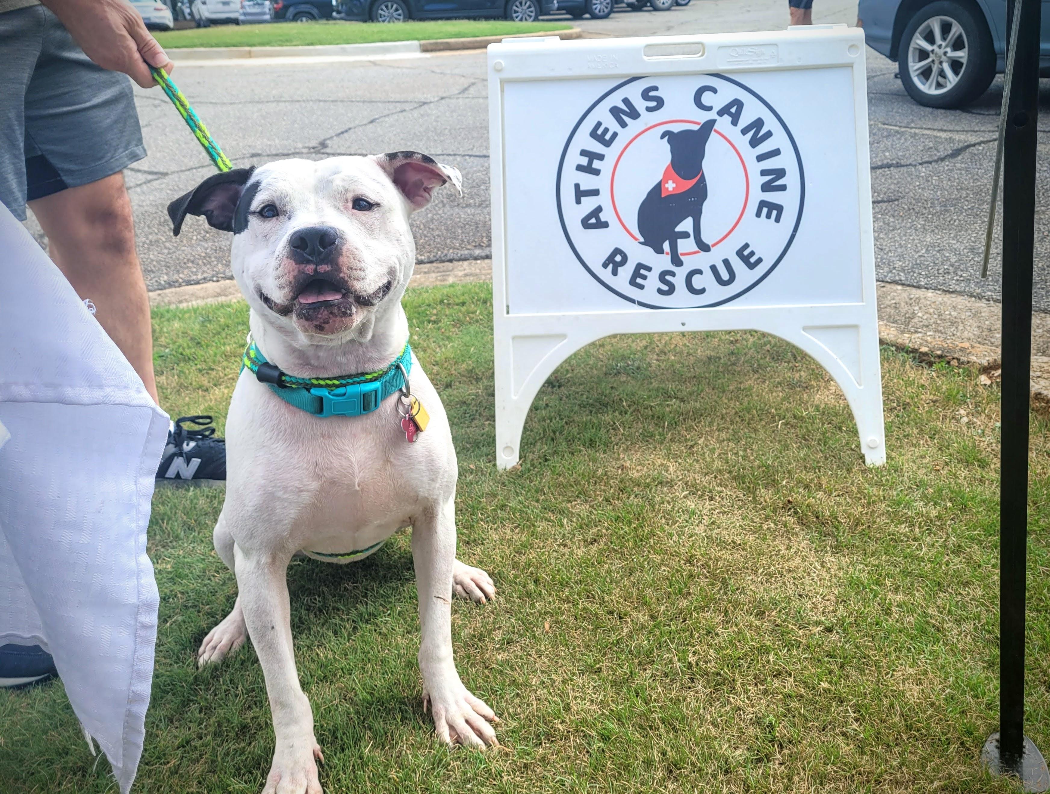 Enlarge Archie, a Adoptable mixed breed in Athens, GA image 2/6