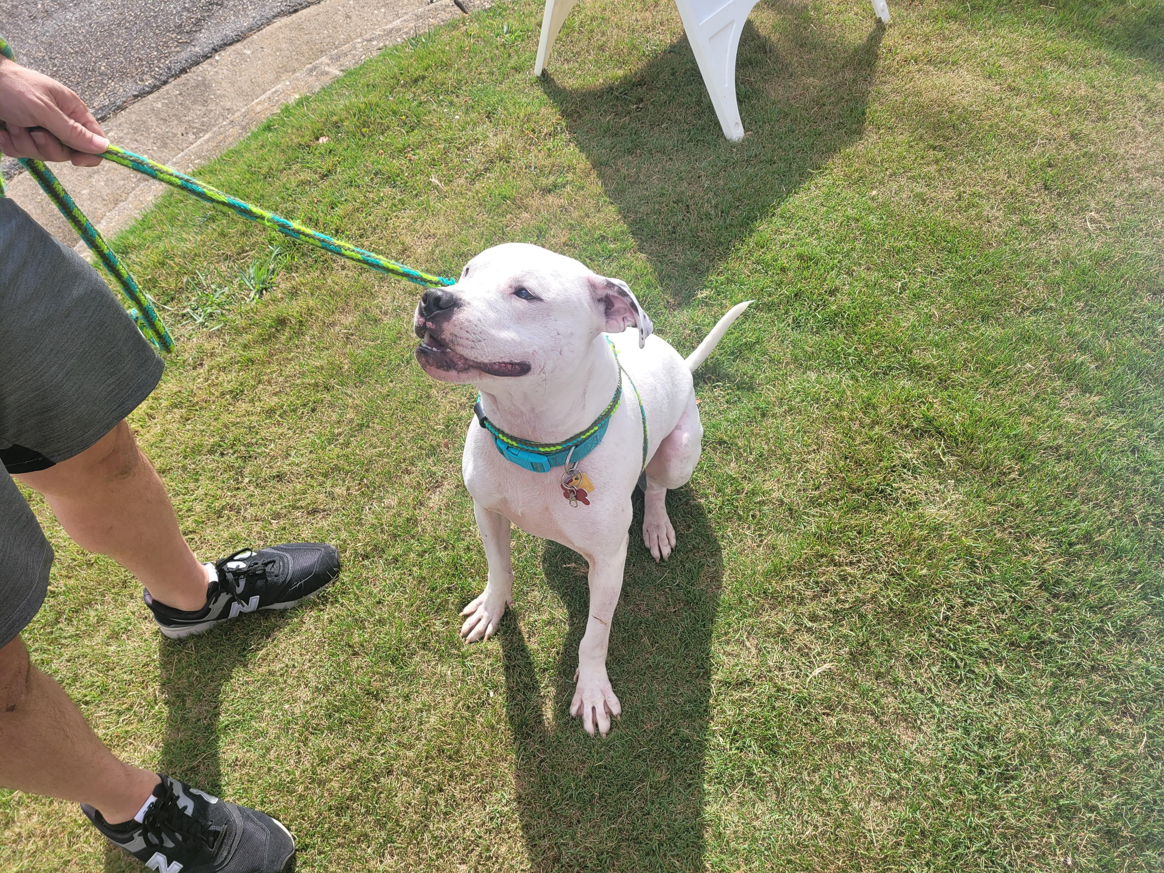 Enlarge Archie, a Adoptable mixed breed in Athens, GA image 4/6