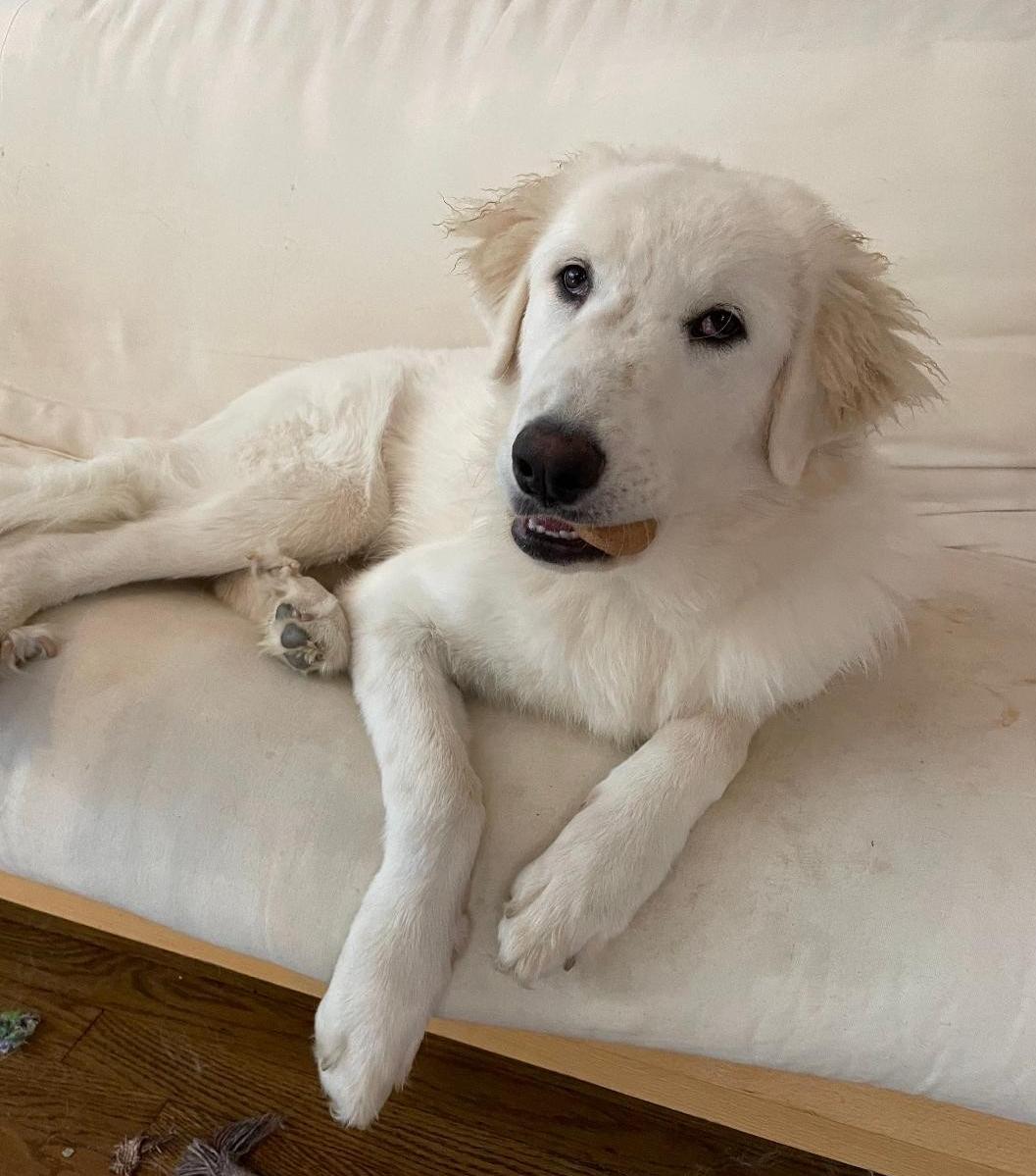 Blizzard, Adoptable, Young Female Great Pyrenees.