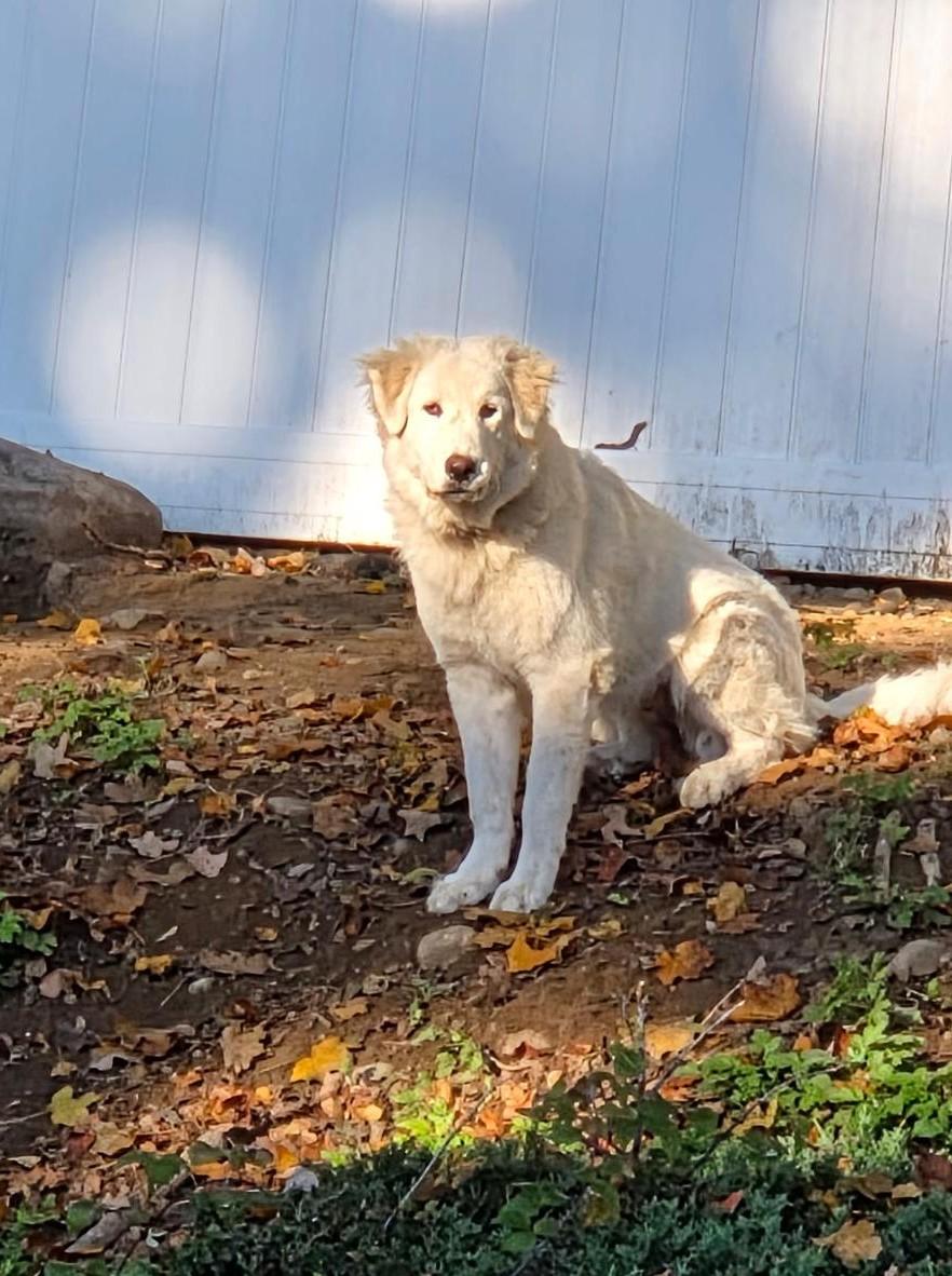Enlarge Blizzard, a Adoptable Great Pyrenees in Cortlandt Manor, NY image 2/2