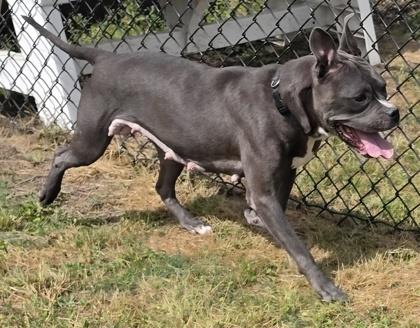 Enlarge Petunia (HW+), a Adoptable mixed breed in Conway, SC image 1/3