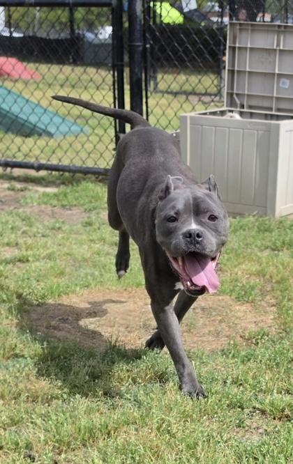 Enlarge Petunia (HW+), a Adoptable mixed breed in Conway, SC image 2/3
