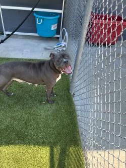 Enlarge Petunia (HW+), a Adoptable mixed breed in Conway, SC image 3/3