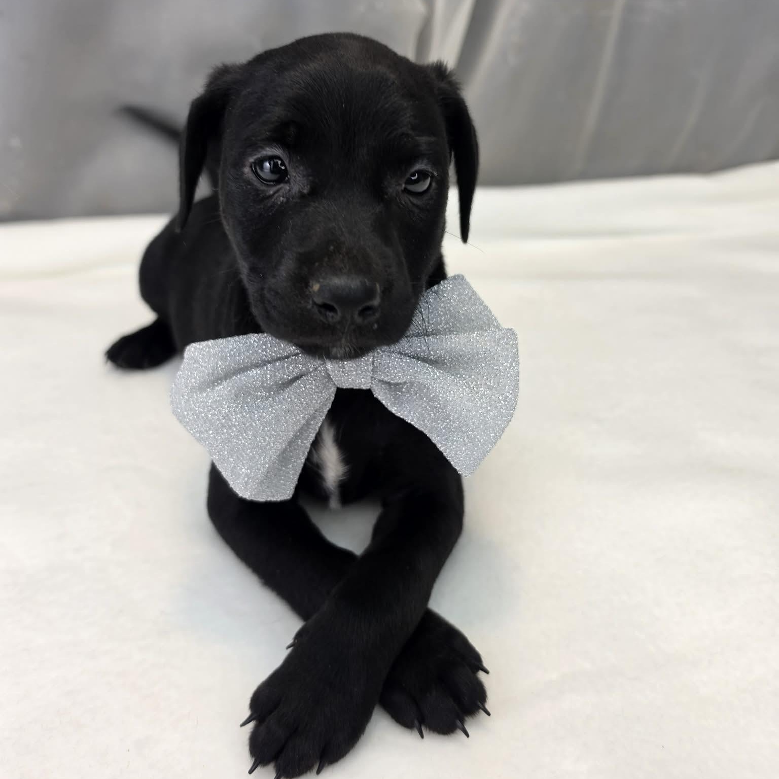 Enlarge Dakota, a Adopted Labrador Retriever in Jackson, MI image 1/6