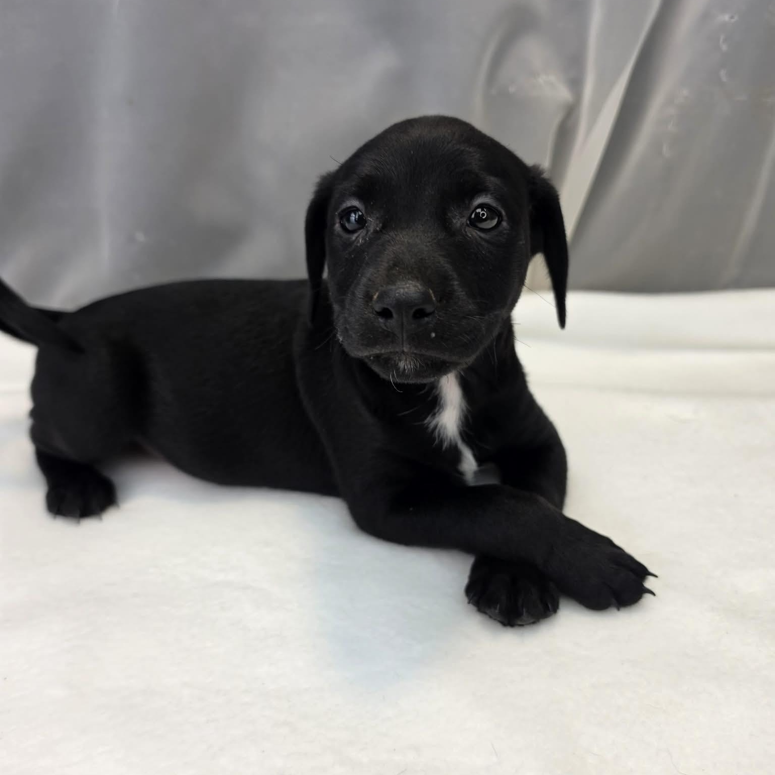 Enlarge Dakota, a Adopted Labrador Retriever in Jackson, MI image 5/6