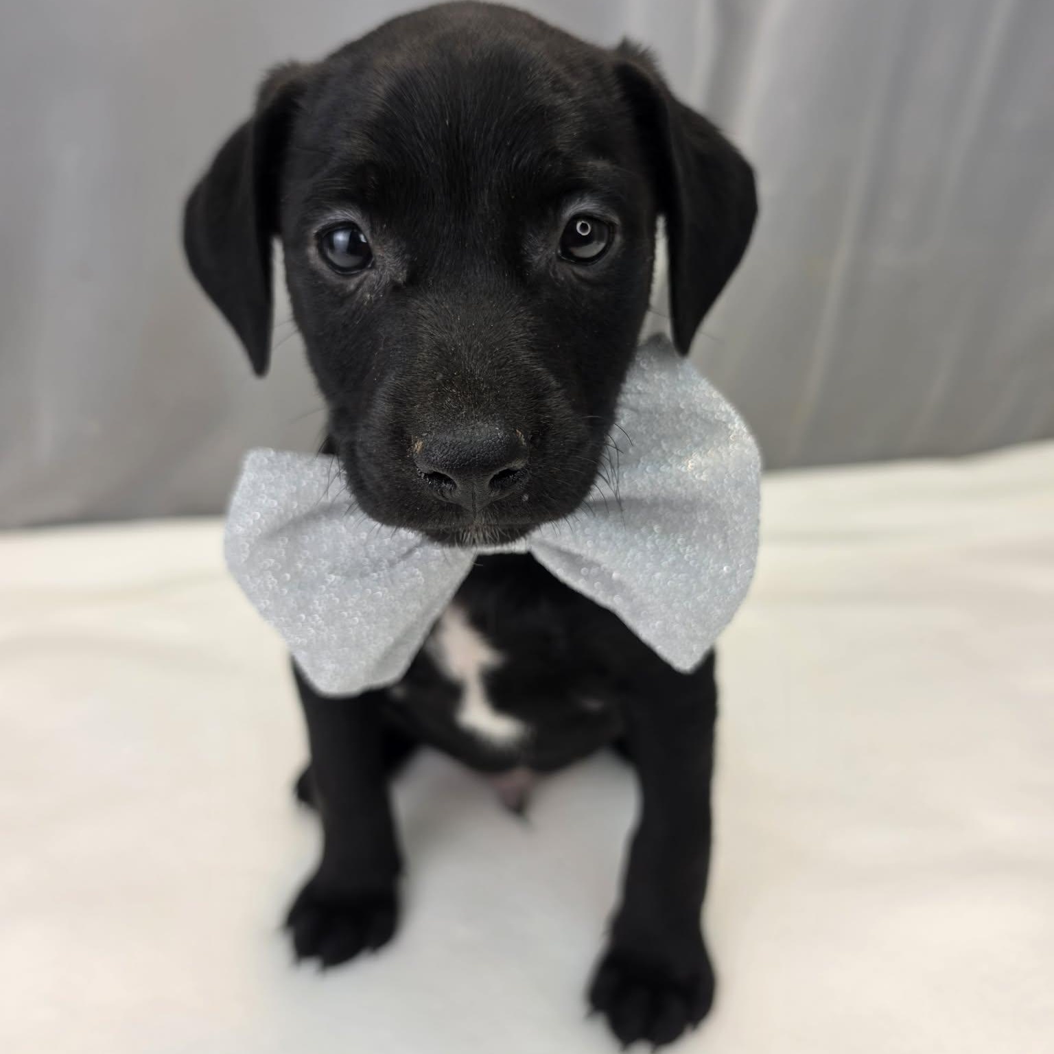 Enlarge Dakota, a Adopted Labrador Retriever in Jackson, MI image 2/6