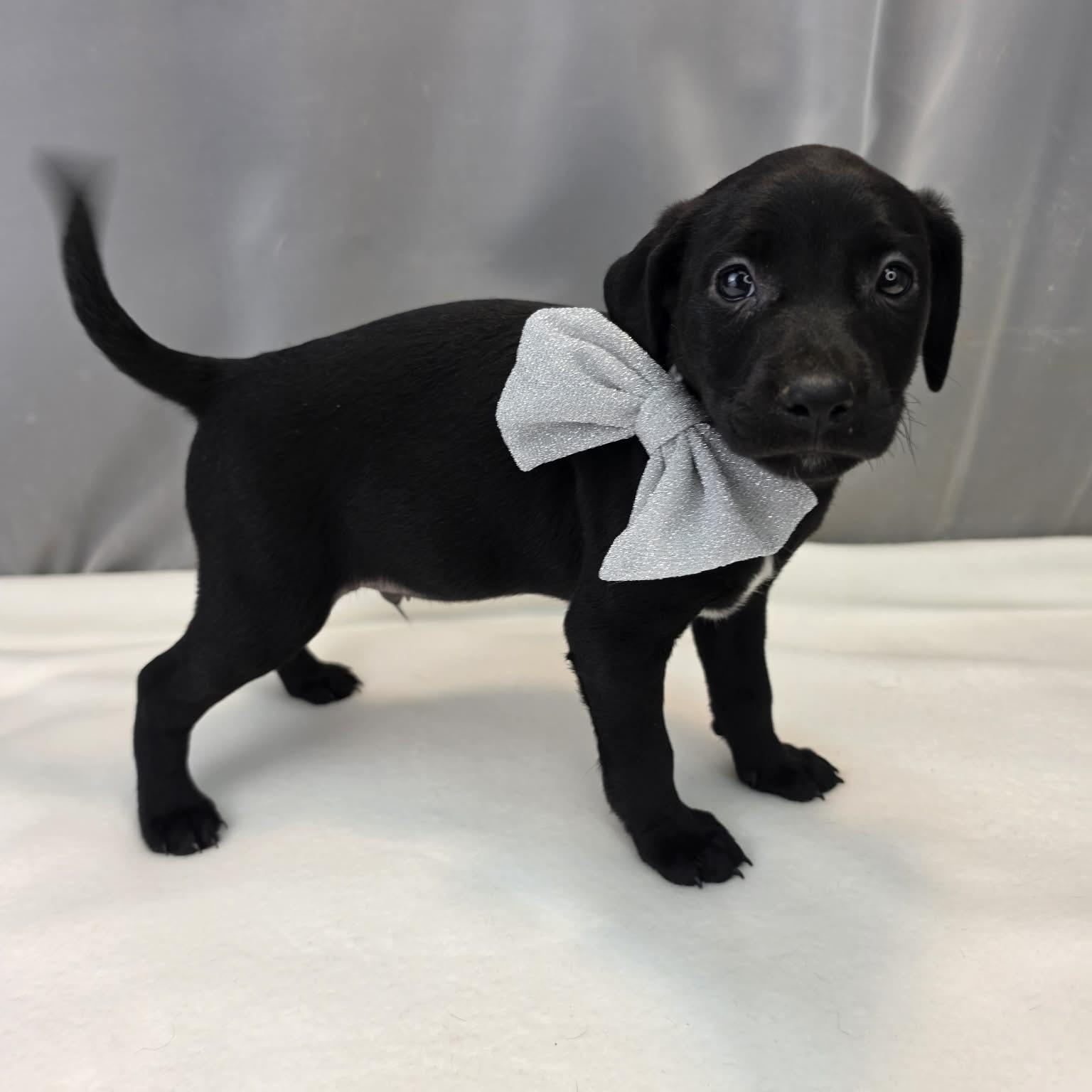 Enlarge Dakota, a Adopted Labrador Retriever in Jackson, MI image 3/6