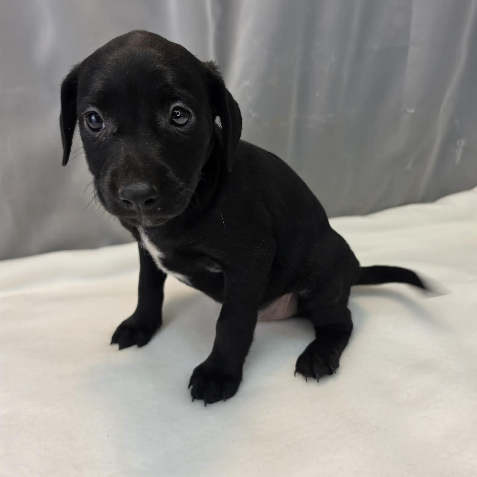 Enlarge Dakota, a Adopted Labrador Retriever in Jackson, MI image 6/6