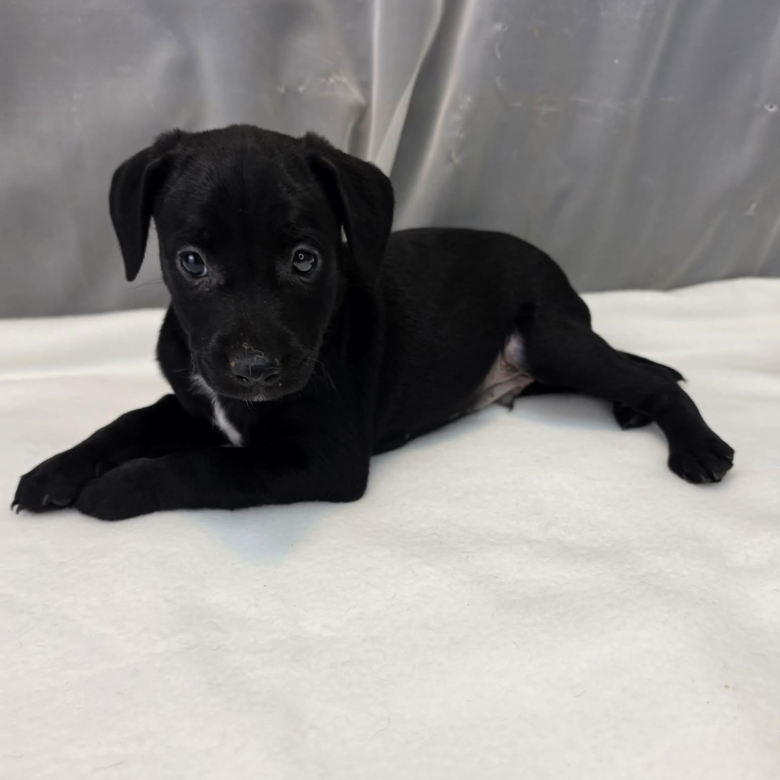 Enlarge Dakota, a Adopted Labrador Retriever in Jackson, MI image 4/6