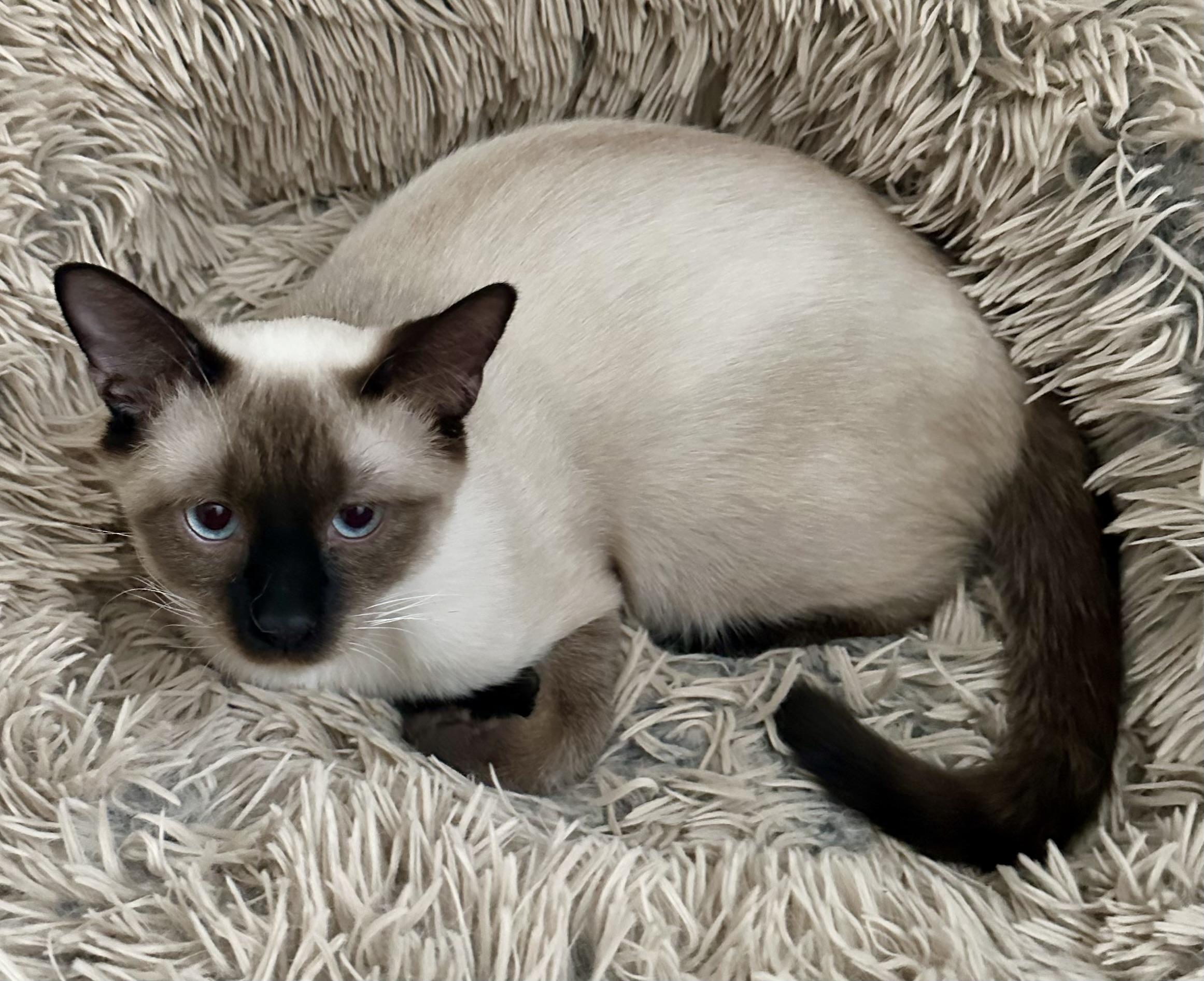 Malcom (Millie), an adopted Siamese in Davis, CA image 2/3