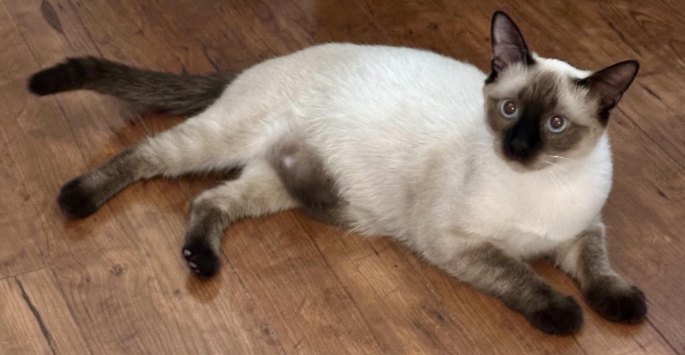 Malcom (Millie), an adopted Siamese in Davis, CA image 3/3