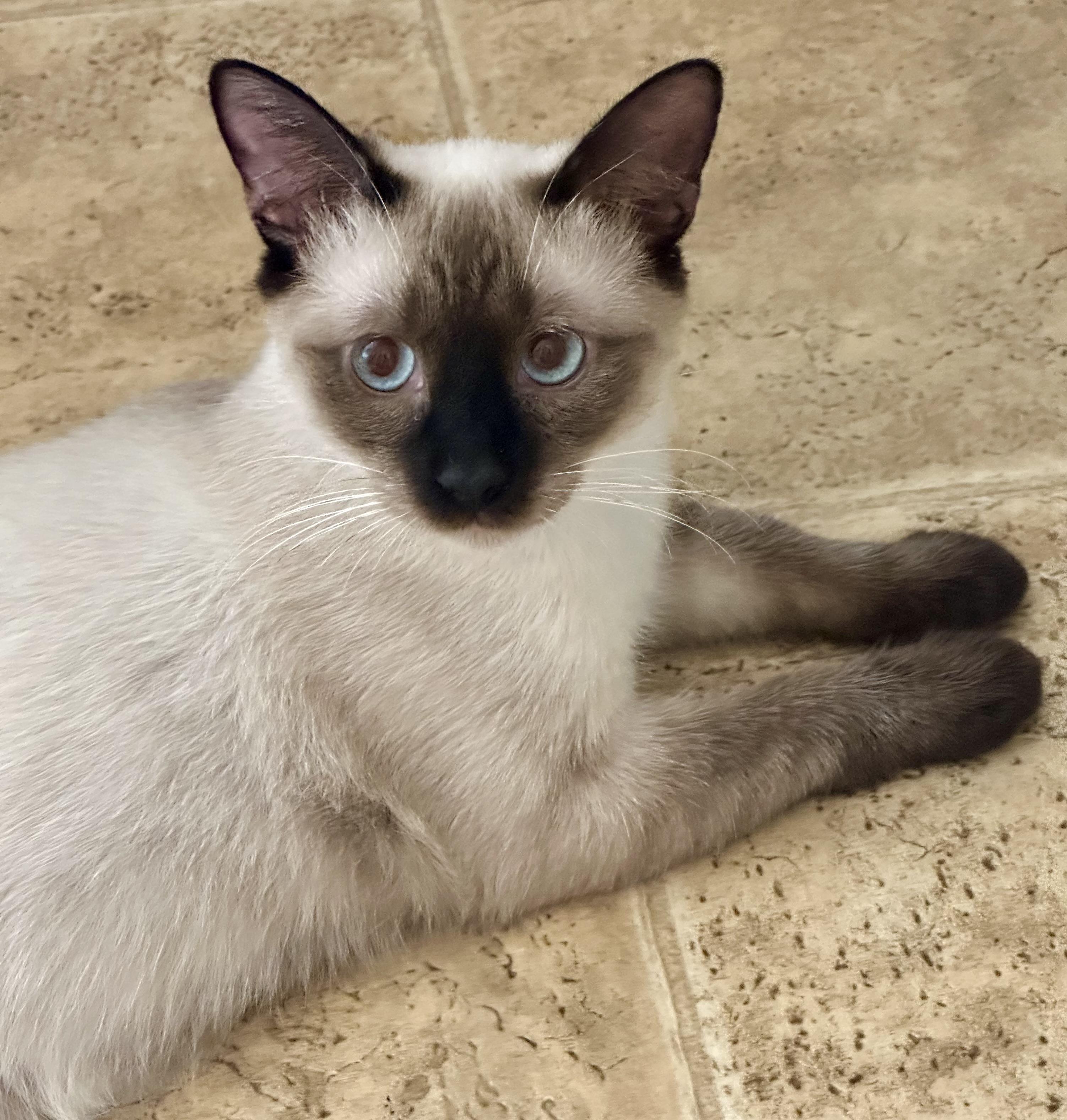 Malcom (Millie), an adopted Siamese in Davis, CA image 1/3