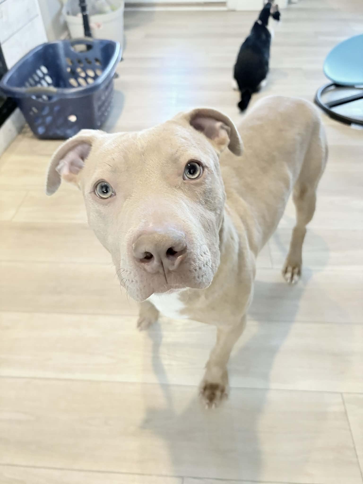 Enlarge Baxter, an adopted Pit Bull Terrier in Indianapolis, IN image 5/6