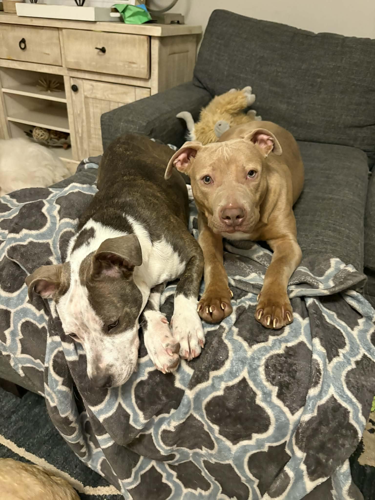 Enlarge Baxter, an adopted Pit Bull Terrier in Indianapolis, IN image 3/6