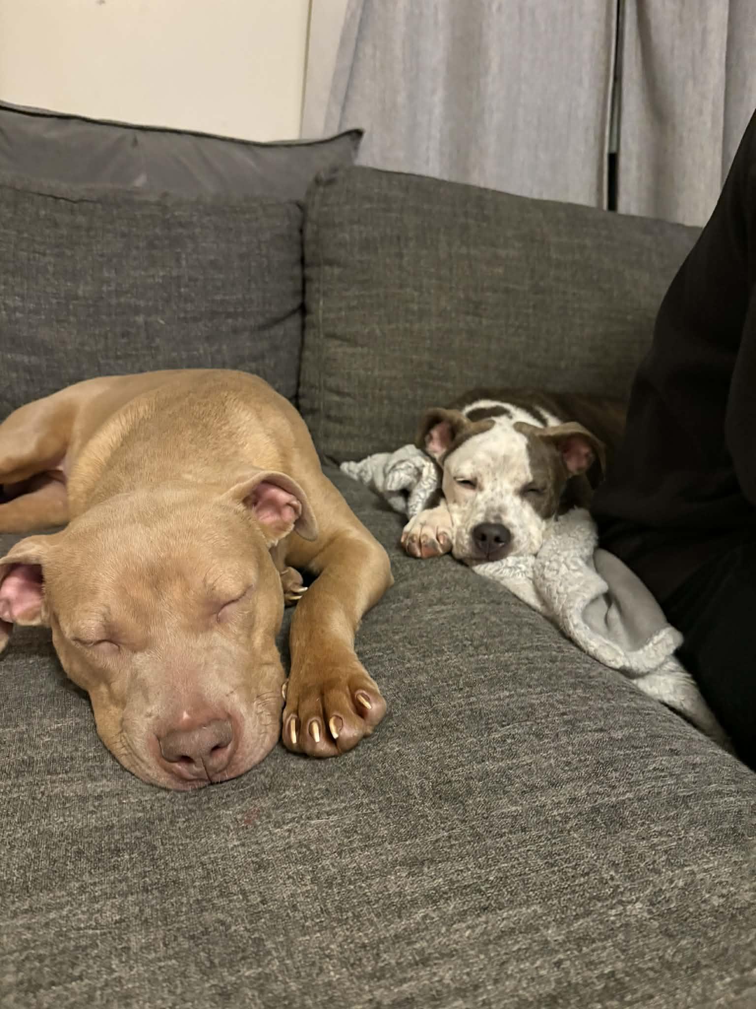 Enlarge Baxter, an adopted Pit Bull Terrier in Indianapolis, IN image 2/6