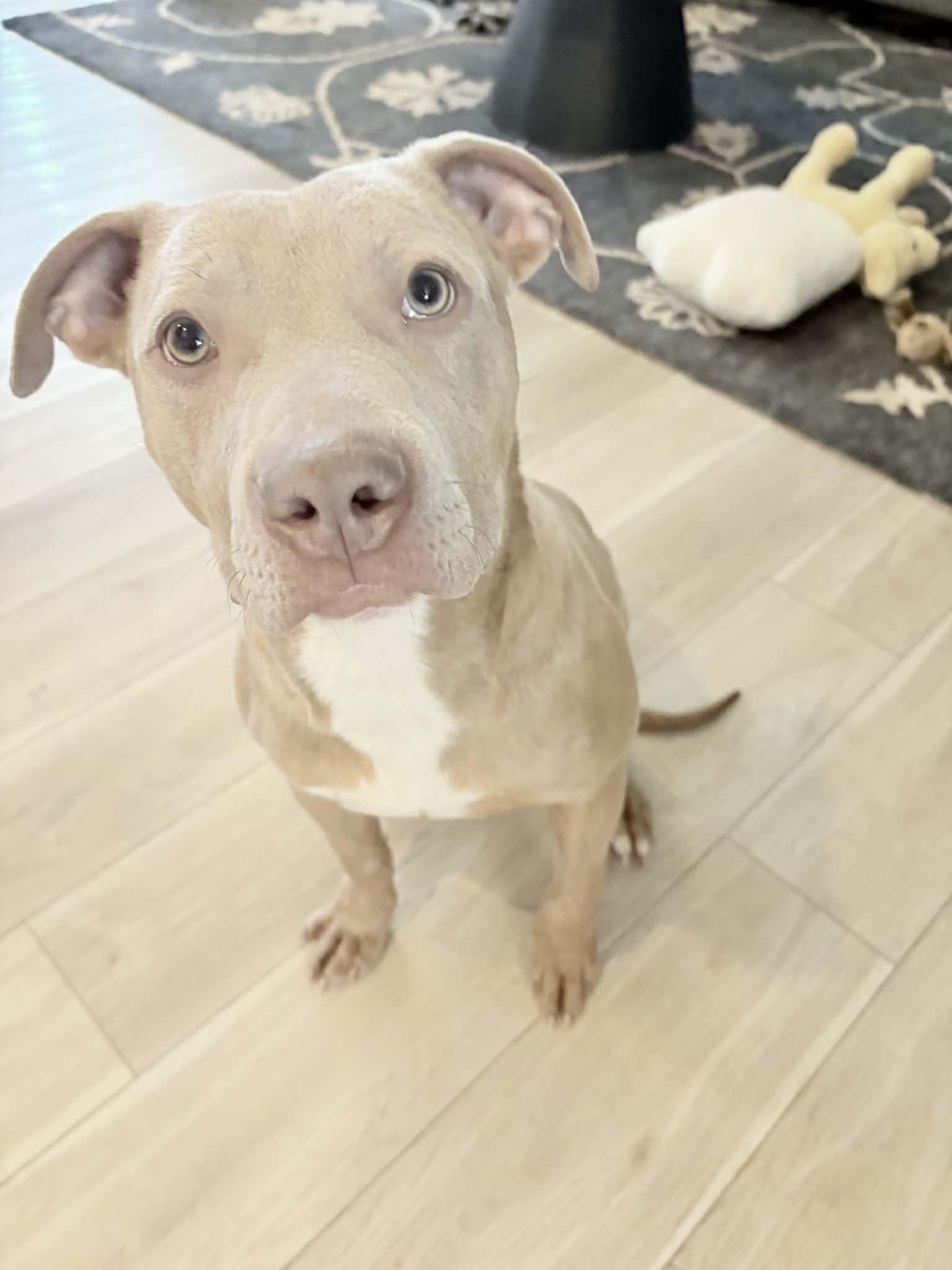 Enlarge Baxter, an adopted Pit Bull Terrier in Indianapolis, IN image 1/6