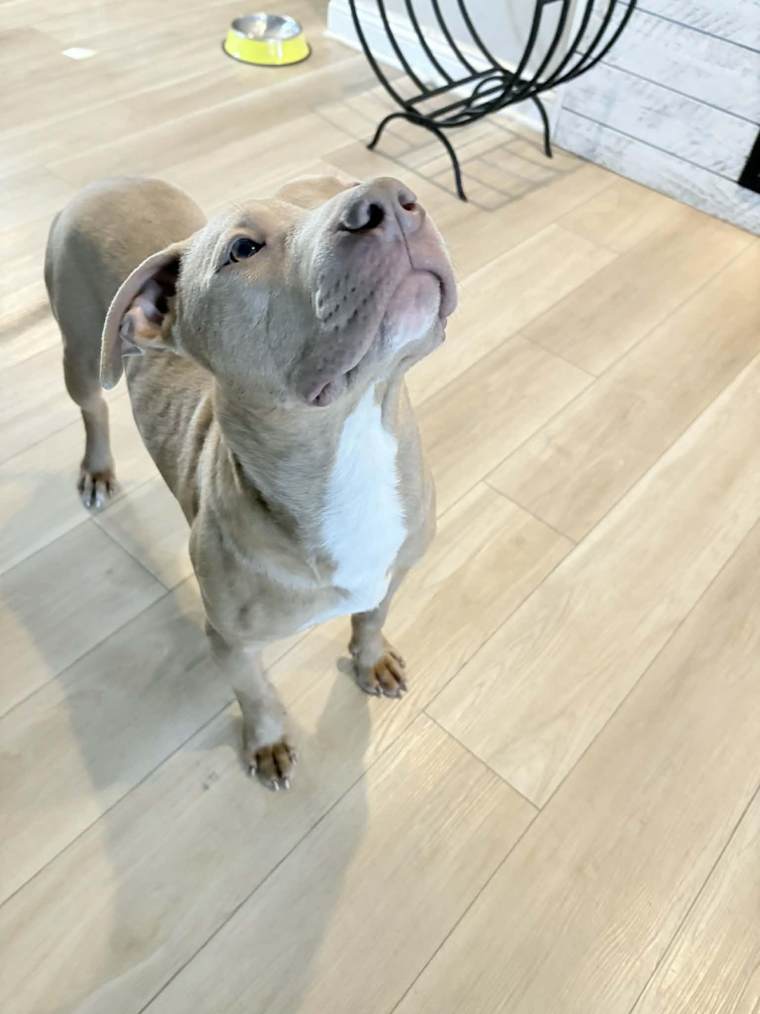 Enlarge Baxter, an adopted Pit Bull Terrier in Indianapolis, IN image 4/6