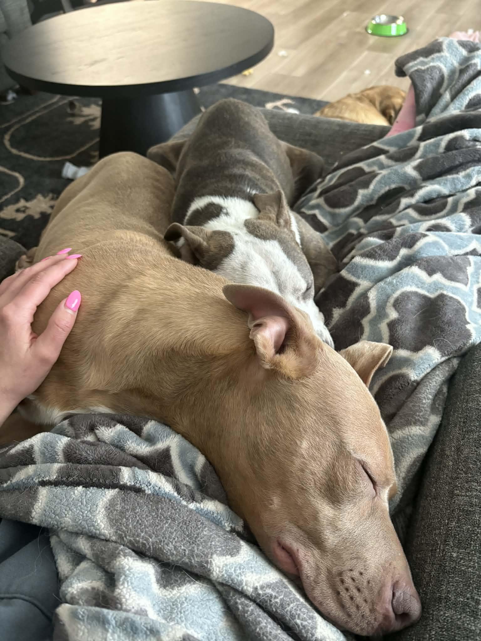 Enlarge Baxter, an adopted Pit Bull Terrier in Indianapolis, IN image 6/6