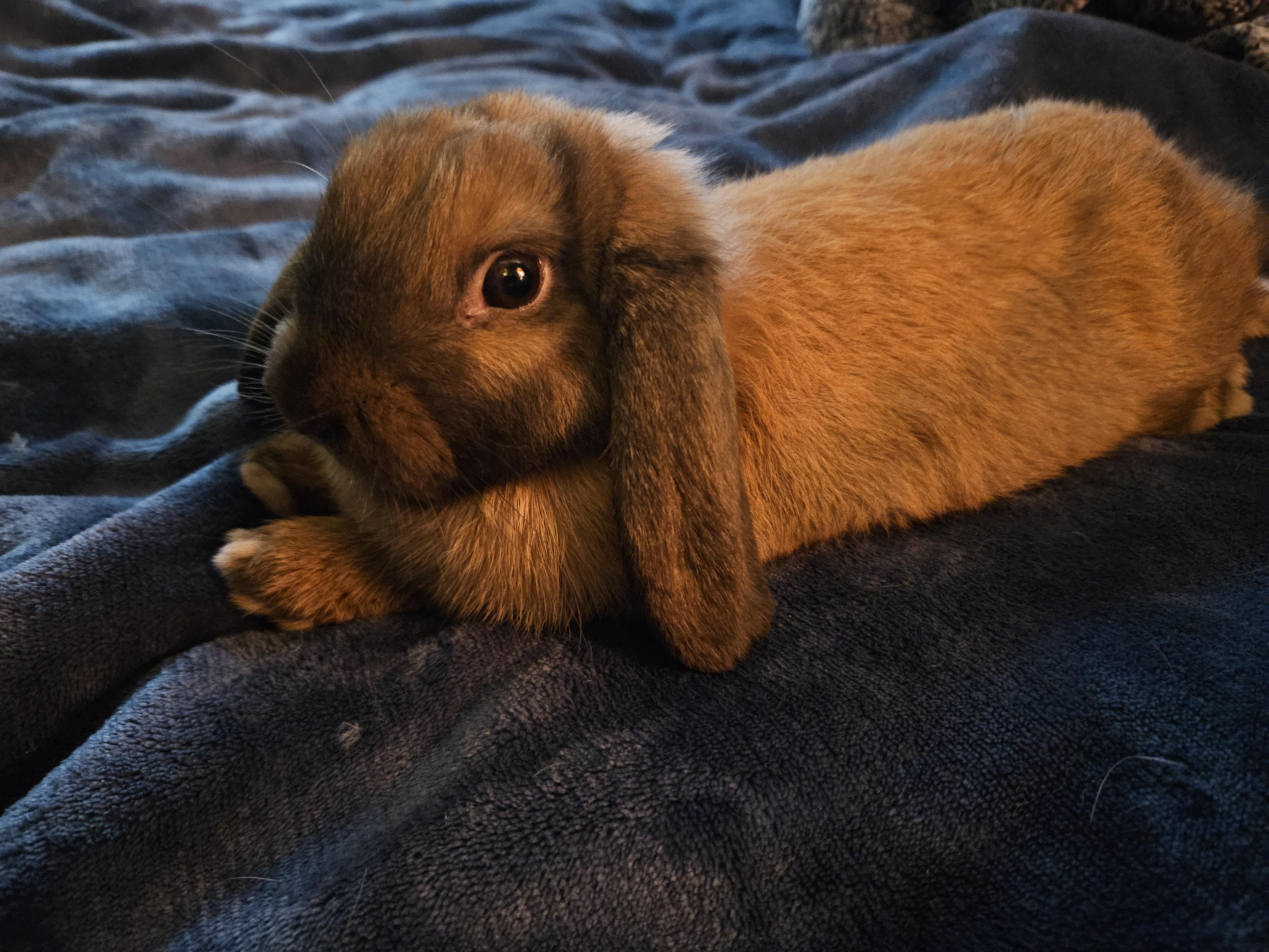 Coco, ADOPTABLE, Young Female Lop Eared.