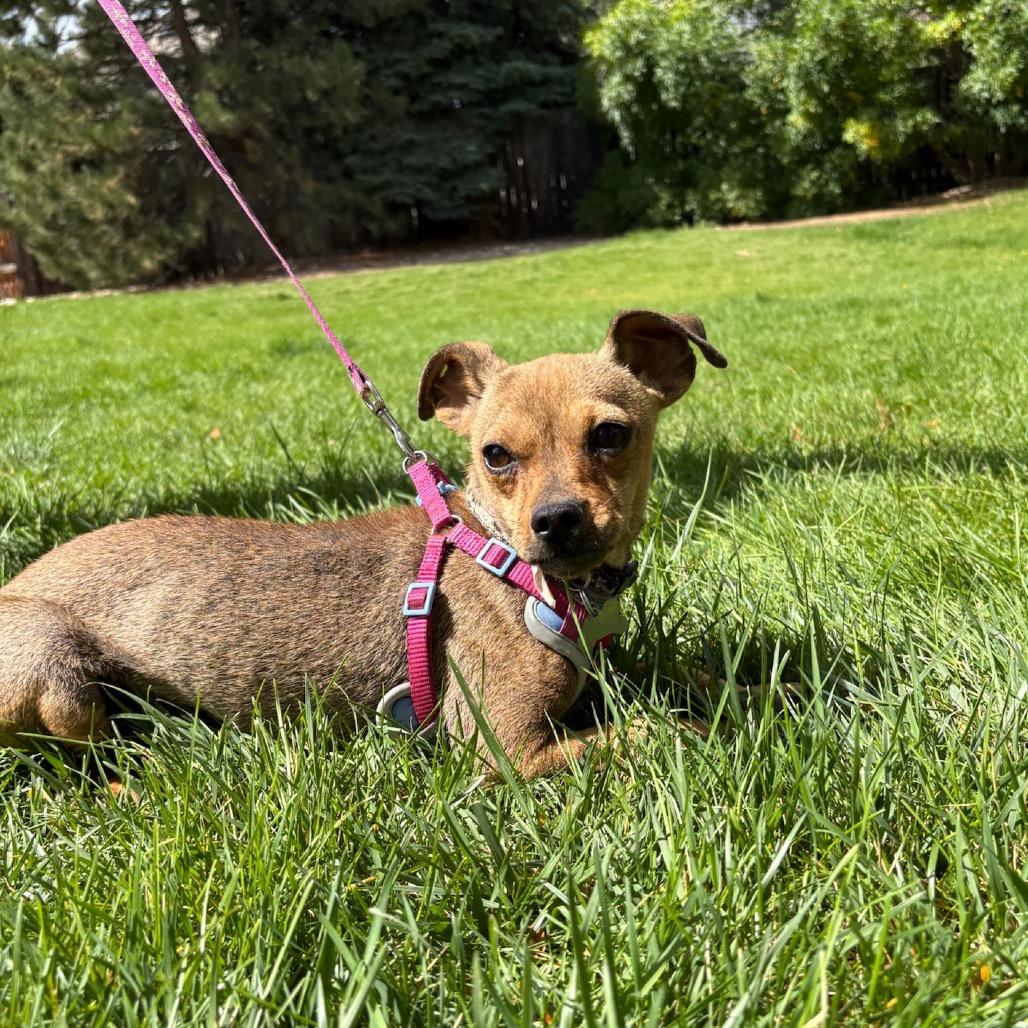 Enlarge Rosary, a Adoptable mixed breed in Fort Collins, CO image 1/6