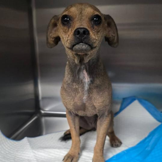 Enlarge Rosary, a Adoptable mixed breed in Fort Collins, CO image 2/6