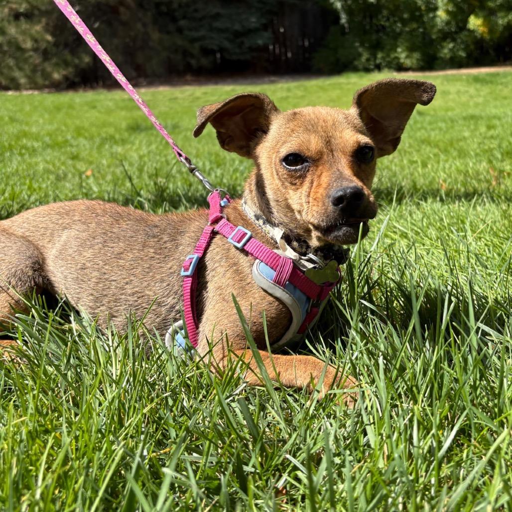 Enlarge Rosary, a Adoptable mixed breed in Fort Collins, CO image 3/6