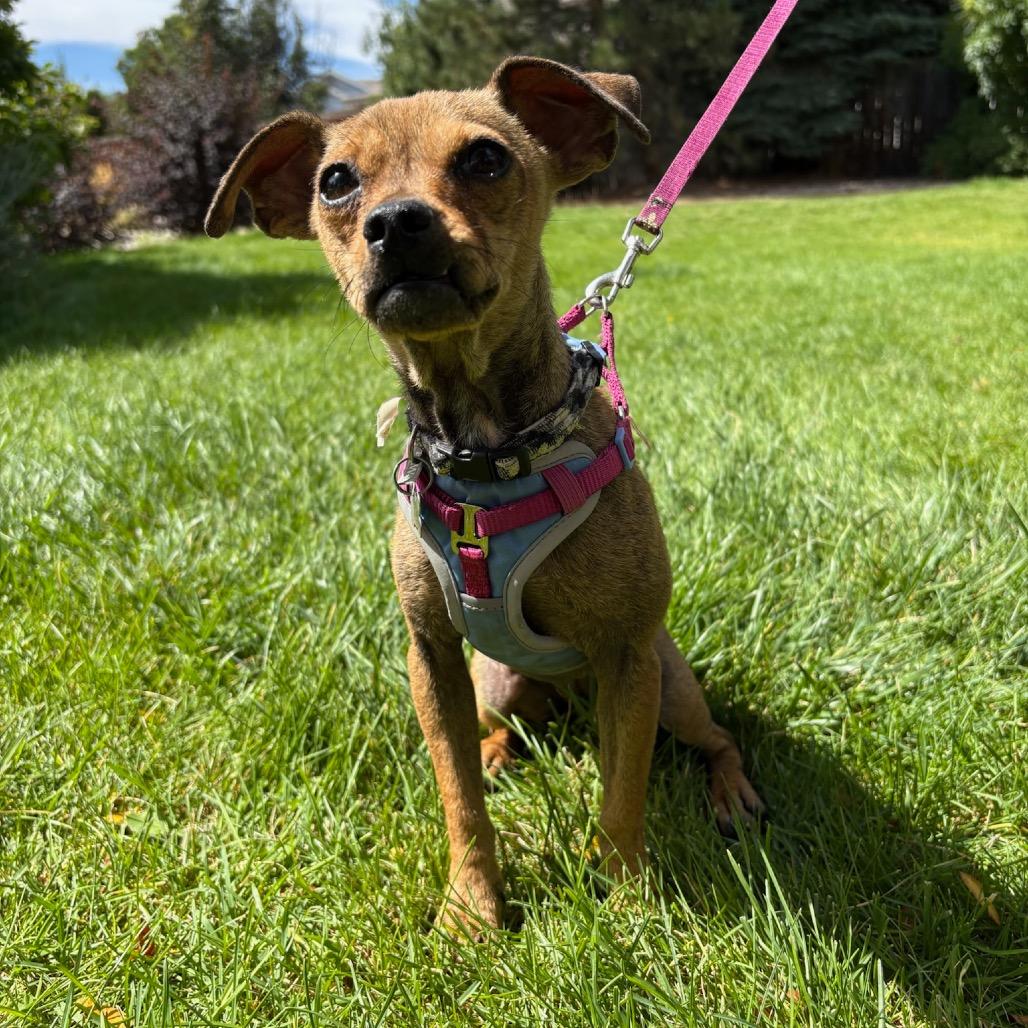 Enlarge Rosary, a Adoptable mixed breed in Fort Collins, CO image 4/6