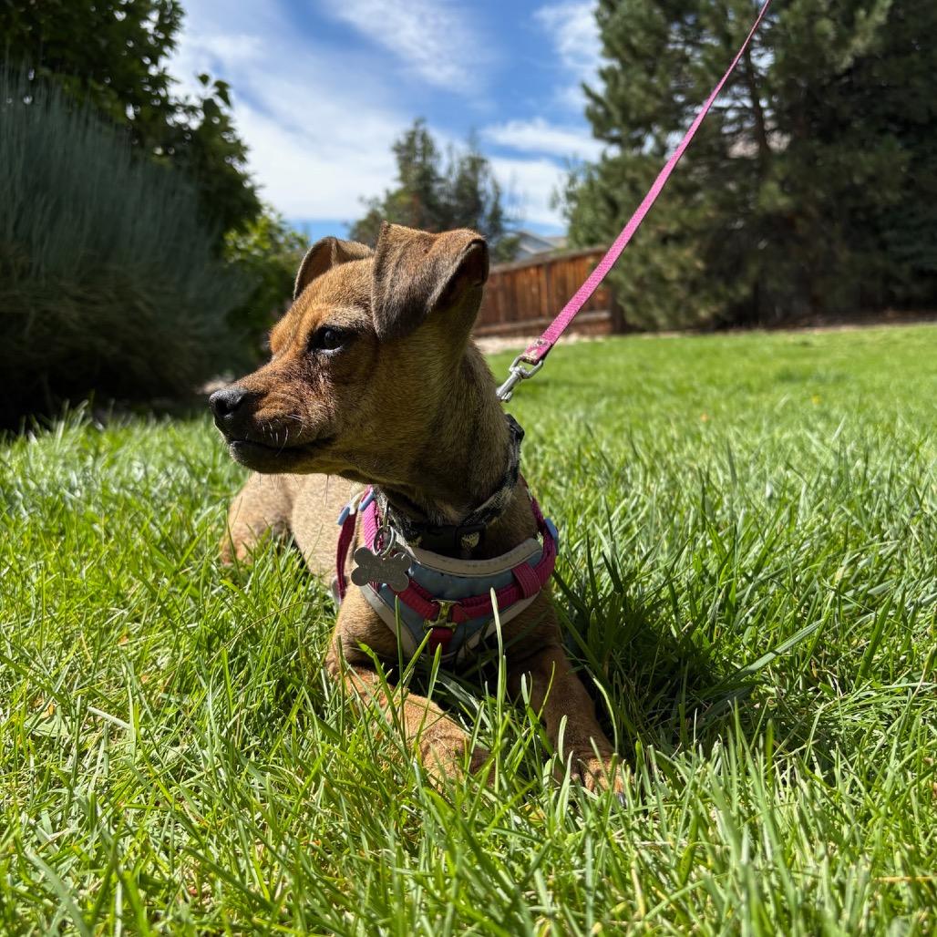 Enlarge Rosary, a Adoptable mixed breed in Fort Collins, CO image 5/6