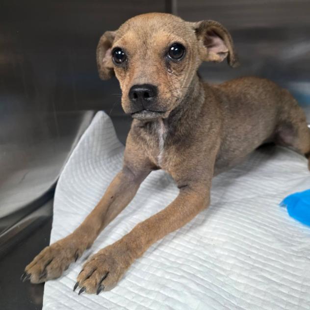 Enlarge Rosary, a Adoptable mixed breed in Fort Collins, CO image 6/6