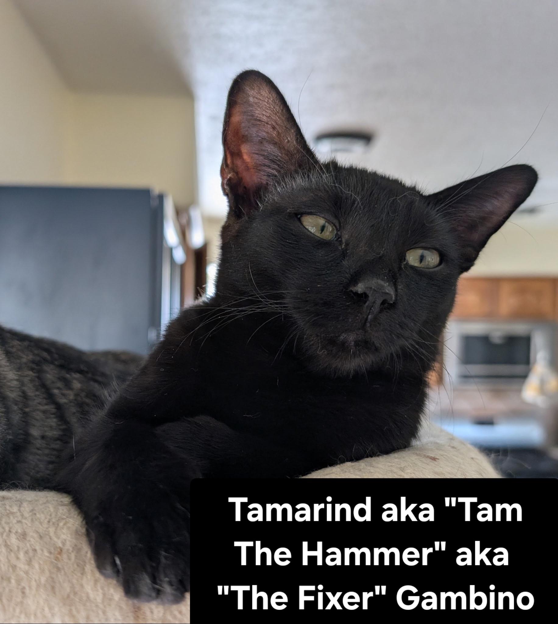 Enlarge Tamarind aka "Tam The hammer" aka "The Fixer" Gambino, an adopted mixed breed in Albuquerque, NM image 1/1