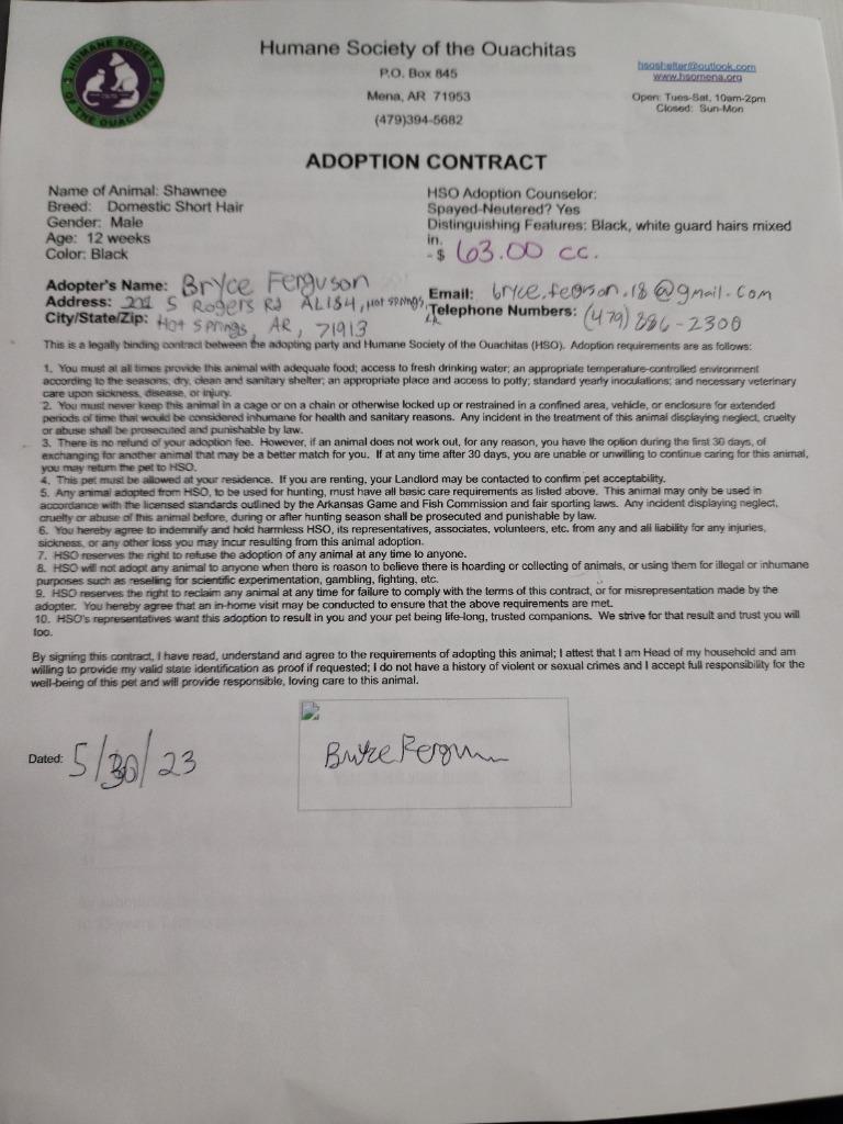 Enlarge Shawnee, a Adopted mixed breed in Mena, AR image 2/6