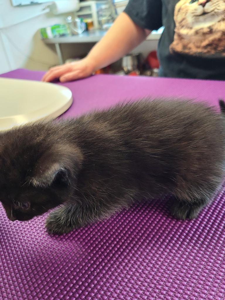 Enlarge Shawnee, a Adopted mixed breed in Mena, AR image 3/6