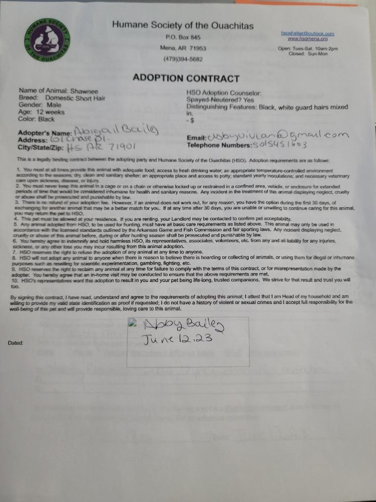 Enlarge Shawnee, a Adopted mixed breed in Mena, AR image 4/6