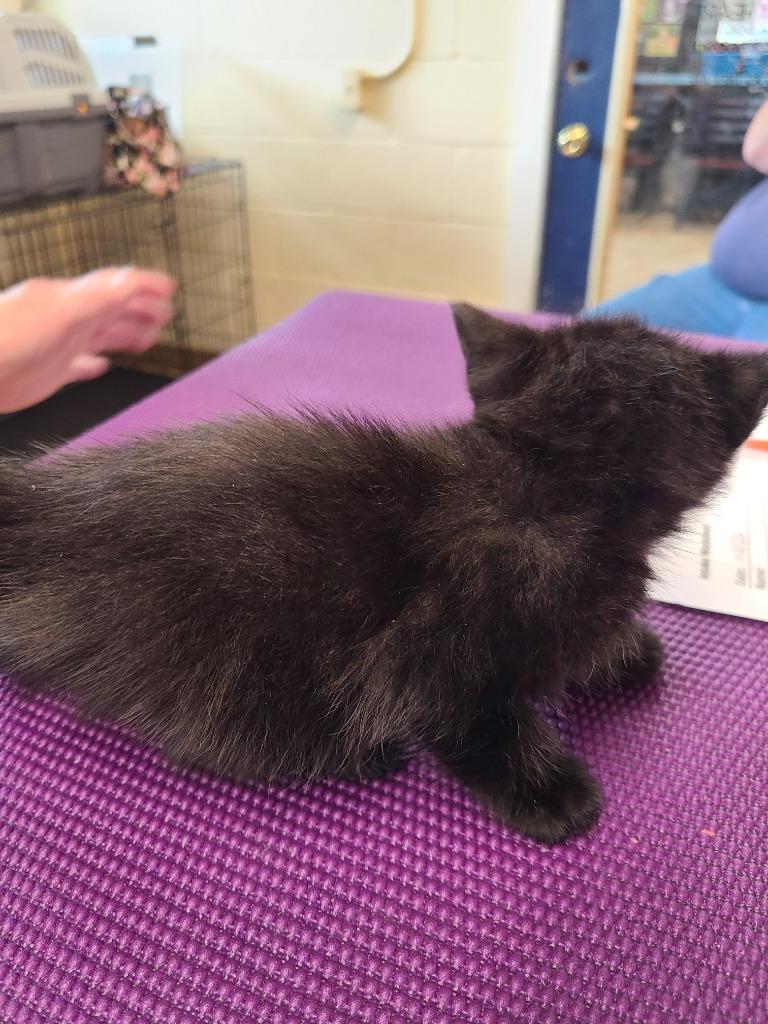 Enlarge Shawnee, a Adopted mixed breed in Mena, AR image 5/6