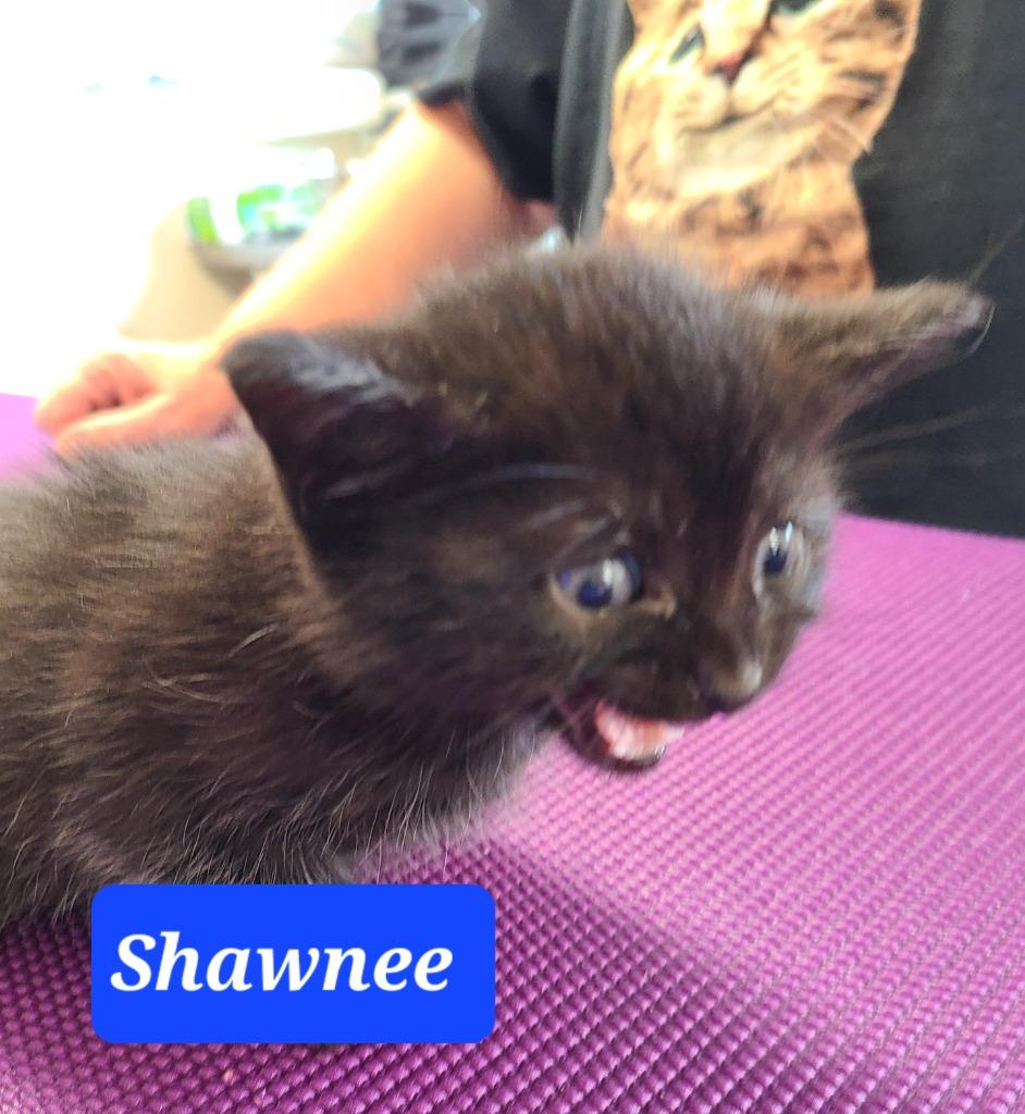 Enlarge Shawnee, a Adopted mixed breed in Mena, AR image 6/6