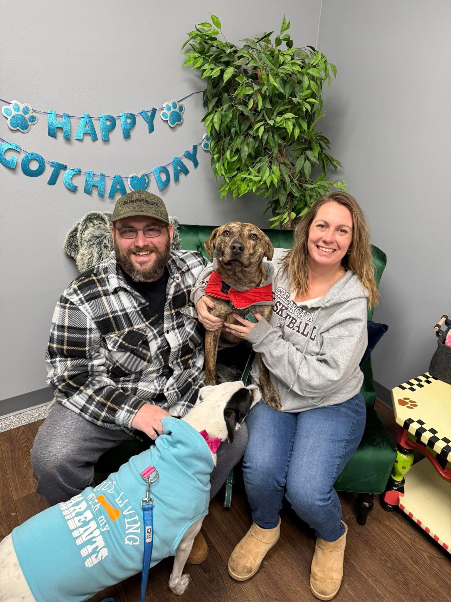 Enlarge Ringo, a Adopted mixed breed in Tonawanda, NY image 3/3