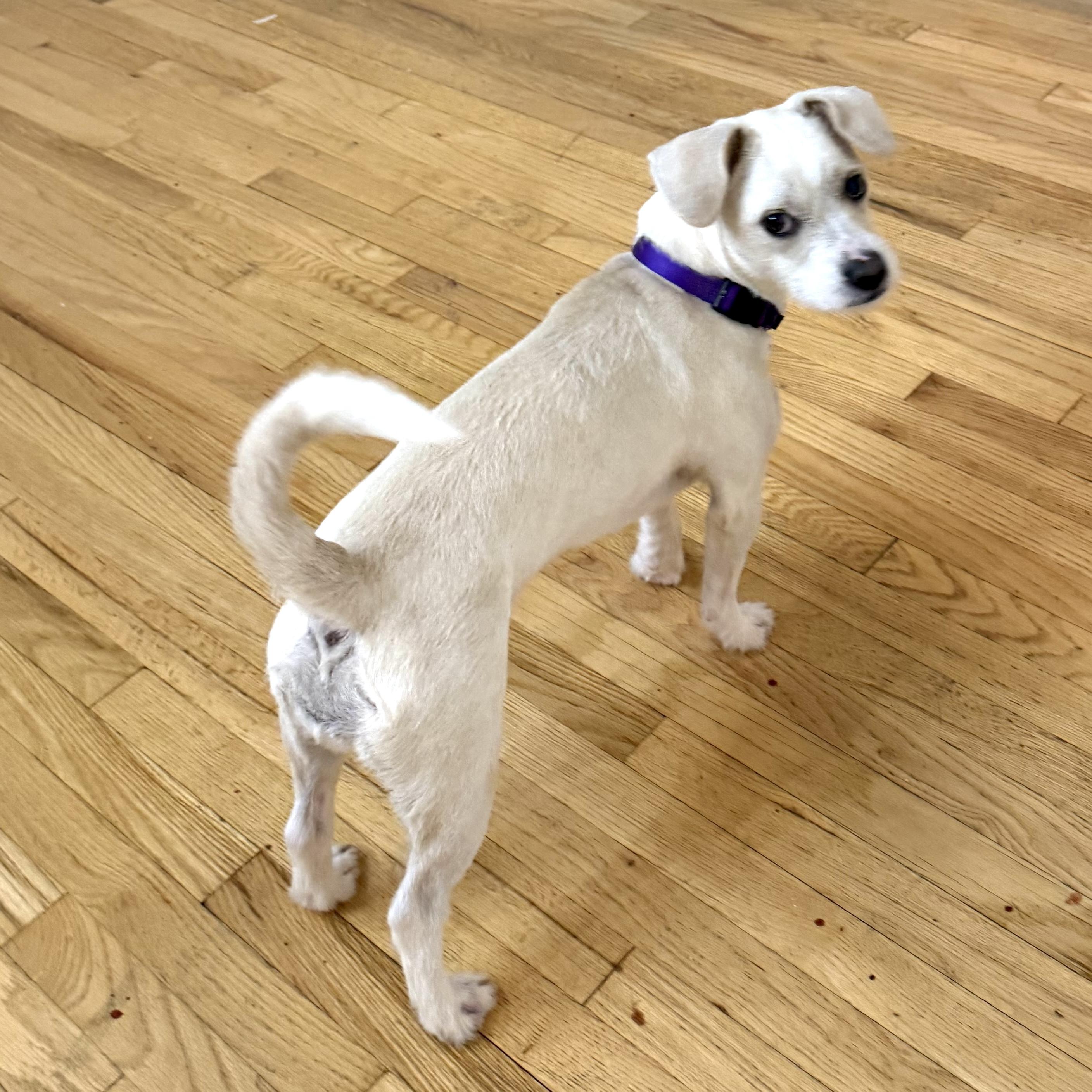 Honey, a ADOPTABLE mixed breed in Brooklyn, NY image 5/6