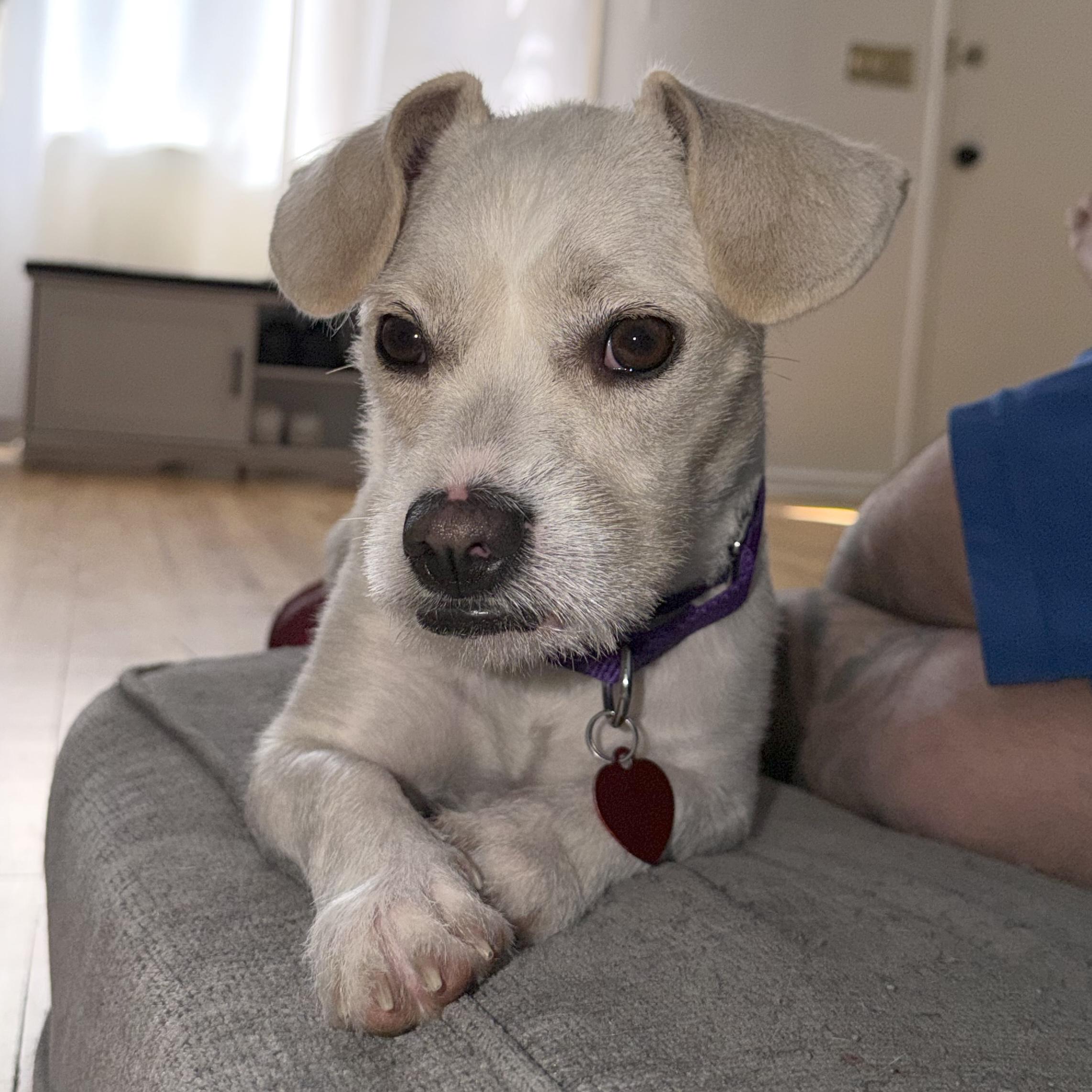Honey, a ADOPTABLE mixed breed in Brooklyn, NY image 6/6